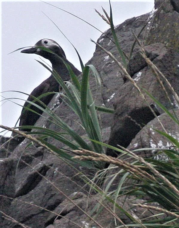Cepphus carbo - SPECTACLED GUILLEMOT - MONERON ISLAND RUSSIA aa.jpg