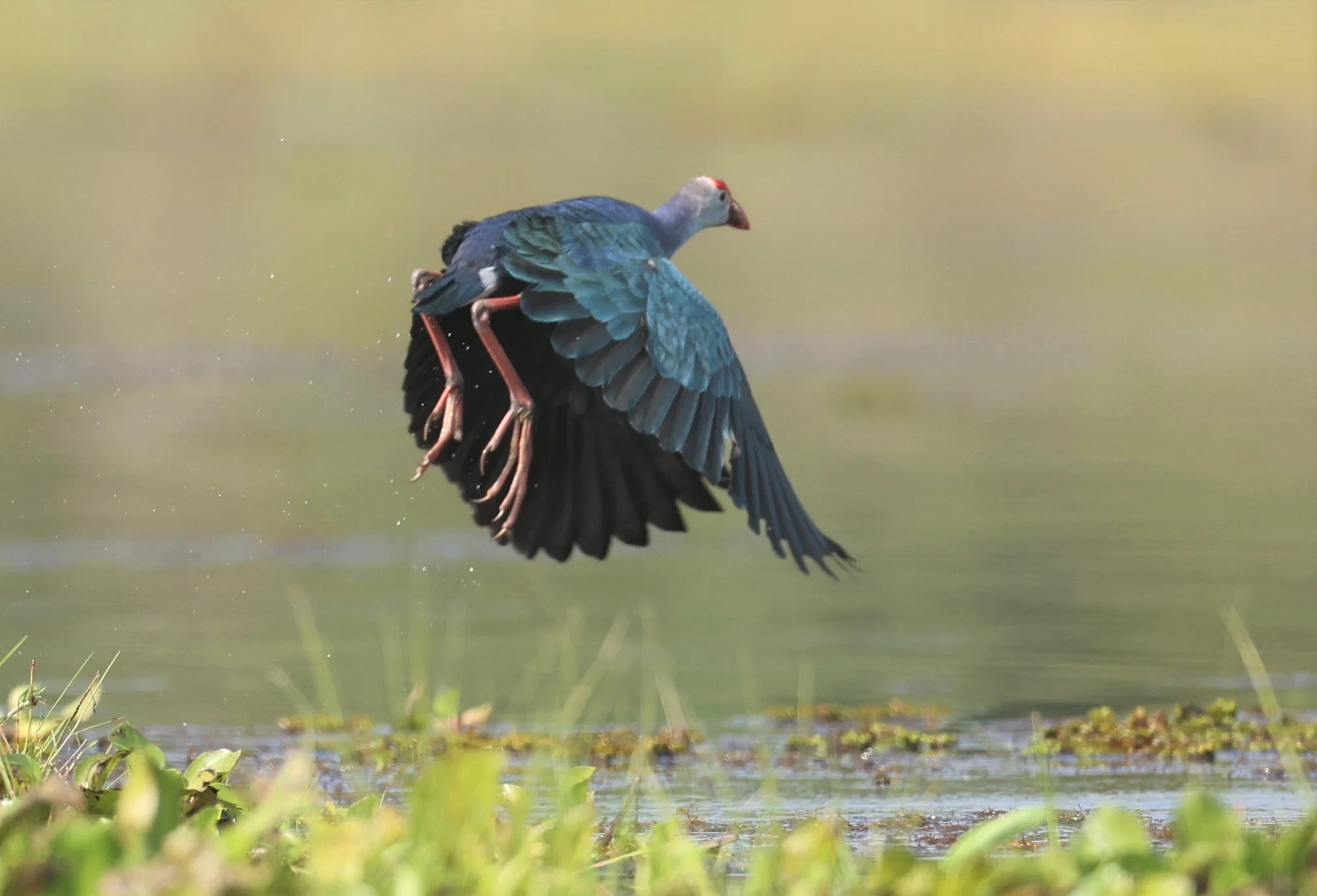 Purple Swamphen (Porphyrio porphyrio) Chiang Saen Lake Chiang Rai (11).JPG