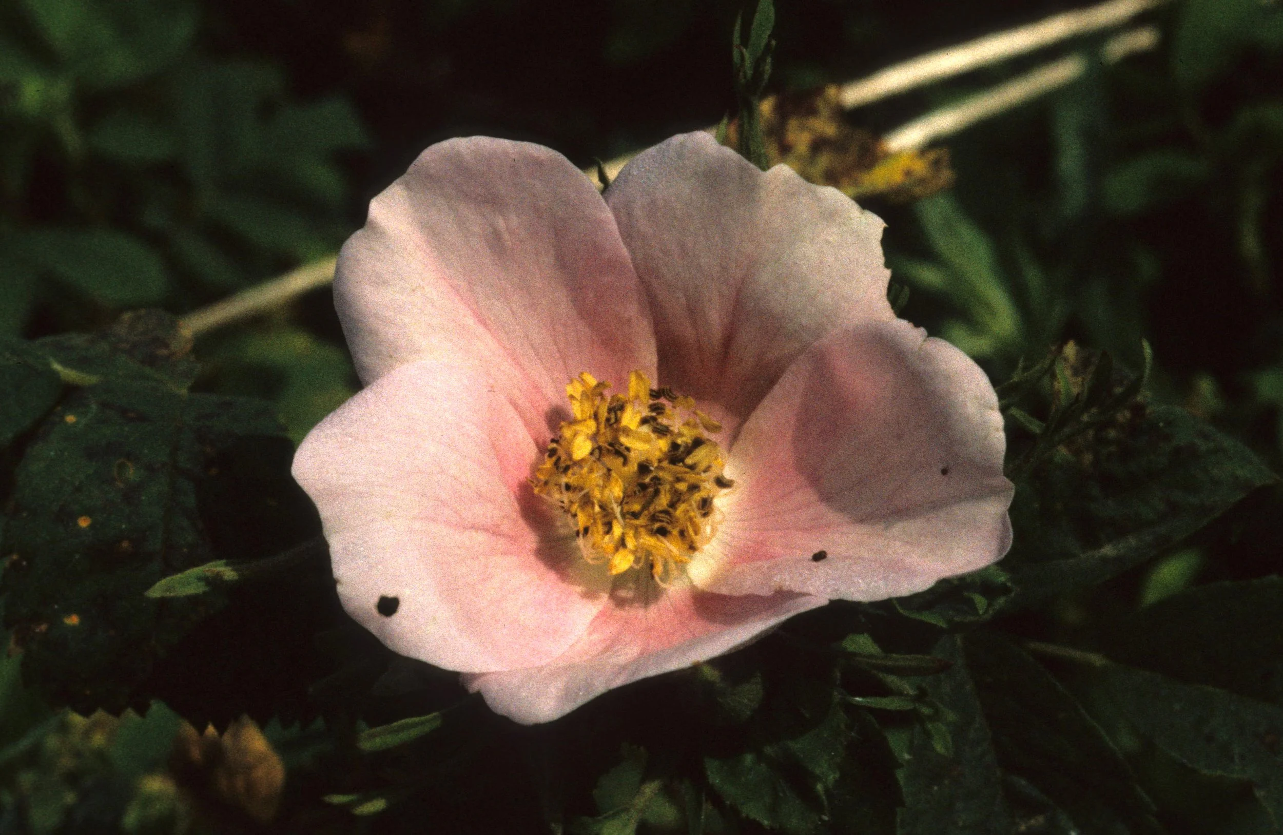 AMERICAN RIVER - ROSA CALIFORNICA - CALIFORNIA WILD ROSE.jpg