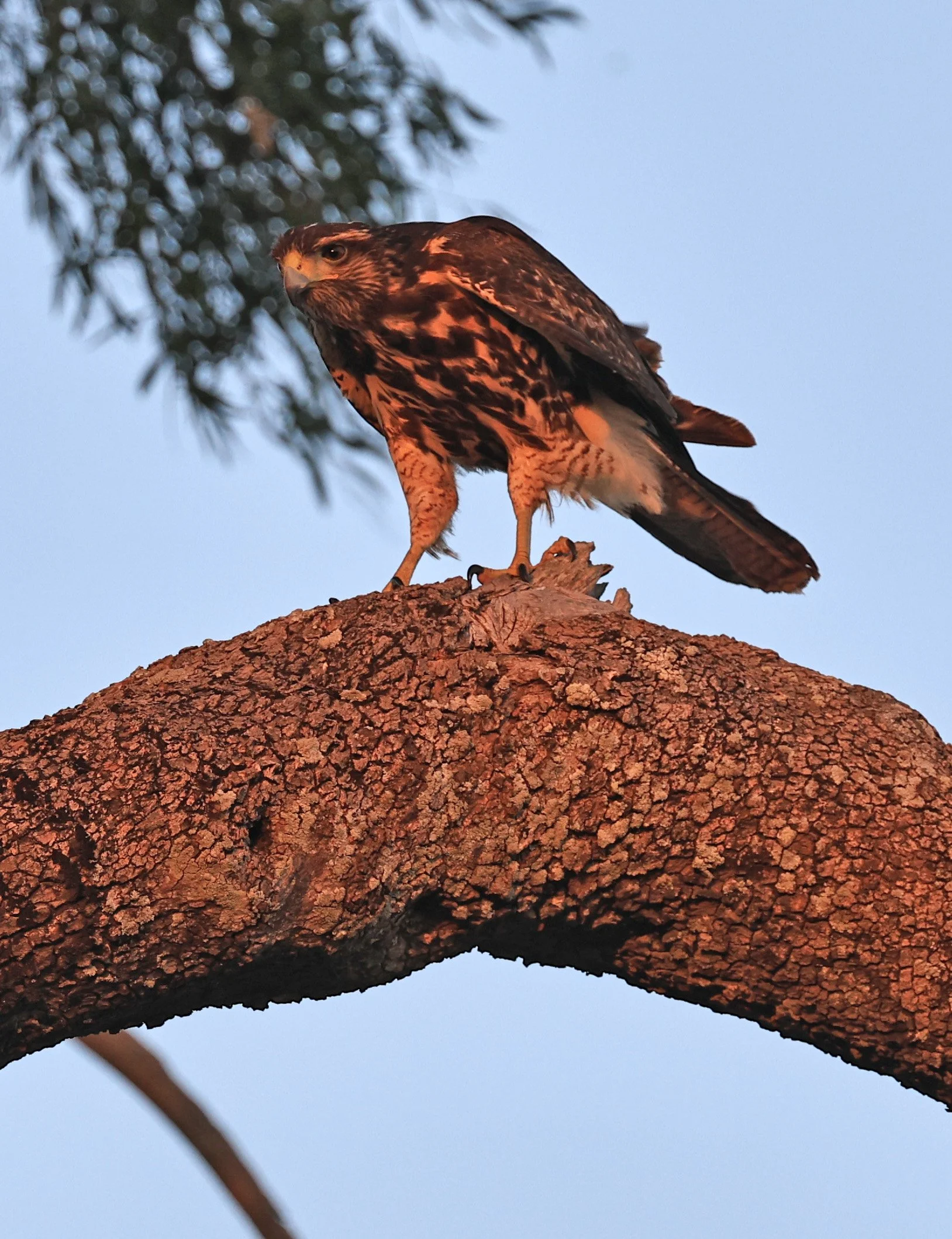 Savanna Hawk (Buteogallus meridionalis) Agua Dulce Paraguay (13).jpg