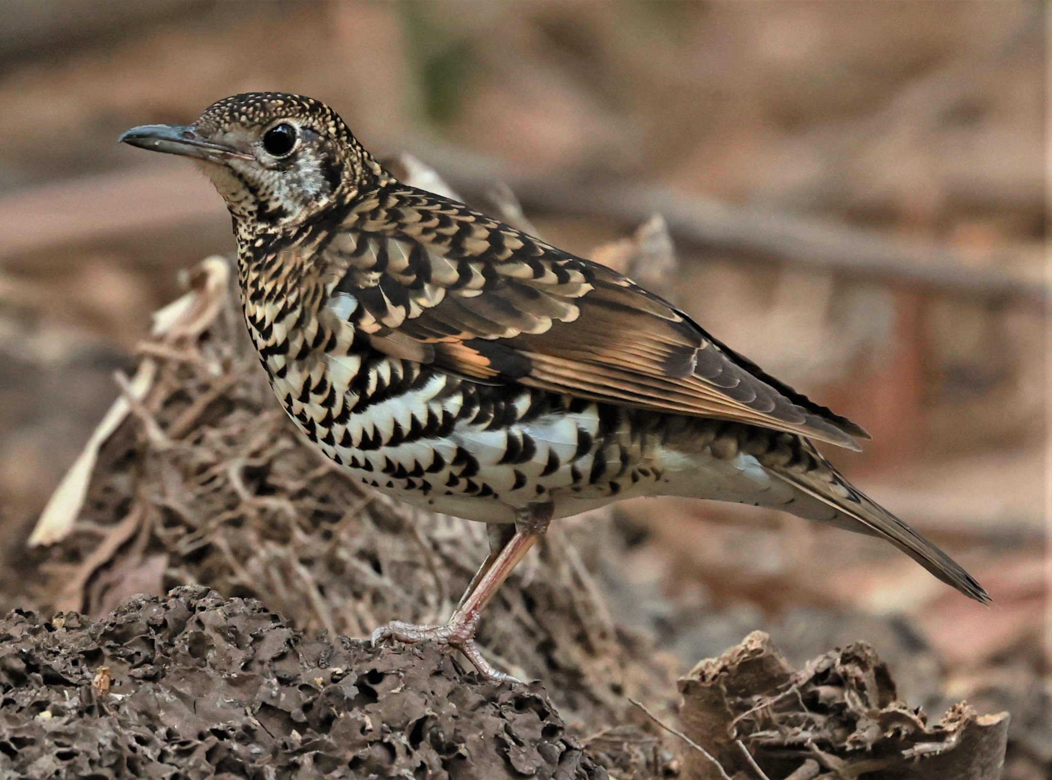 White's Thrush (Zoothera aurea) Putthamonthon Park Nakhon Pathom Thailand (120).jpg