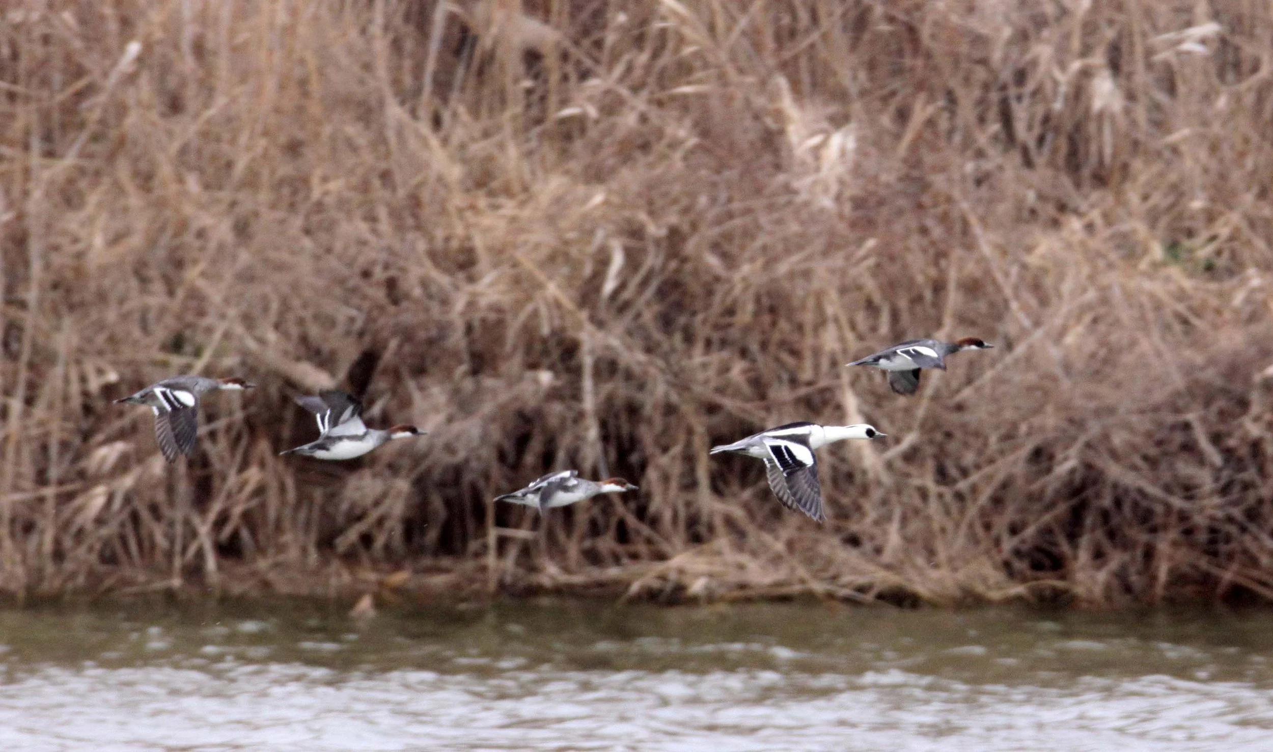 SMEW - Mergellus albellus - YANCHENG CHINA (10).JPG