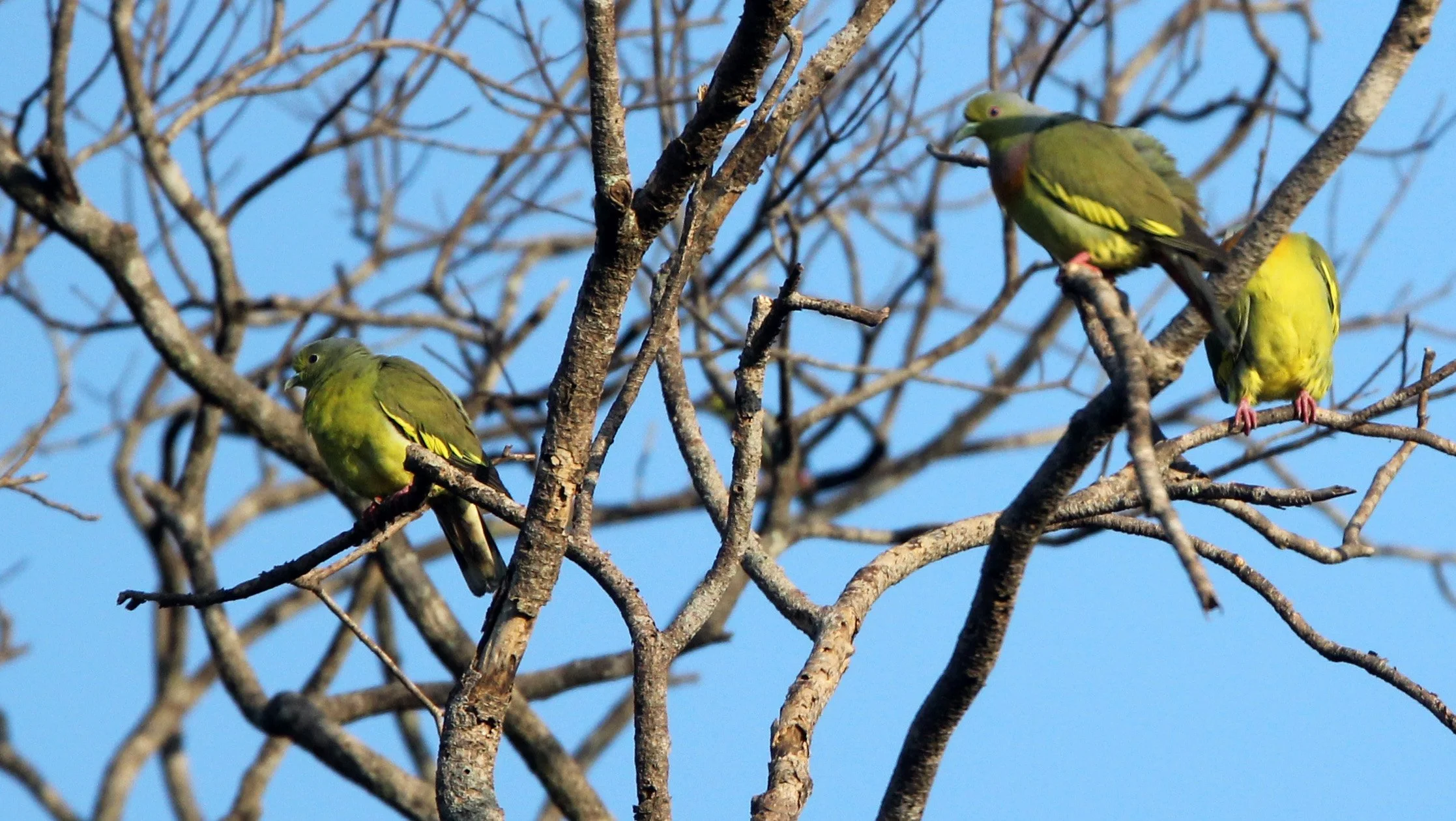 Orange-breasted Green-Pigeon (Treron bicinctus) Udawalawa NP Sri Lanka (7).JPG