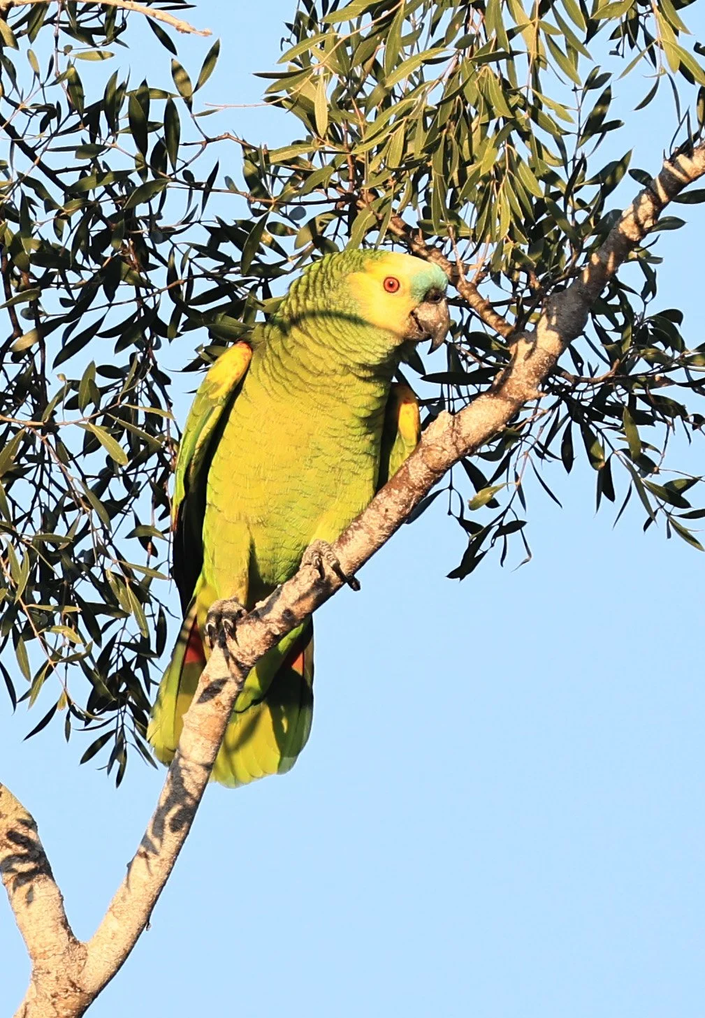 Turquoise-fronted Amazon (Amazona aestiva) Agua Dulce Paraguay (6).jpg