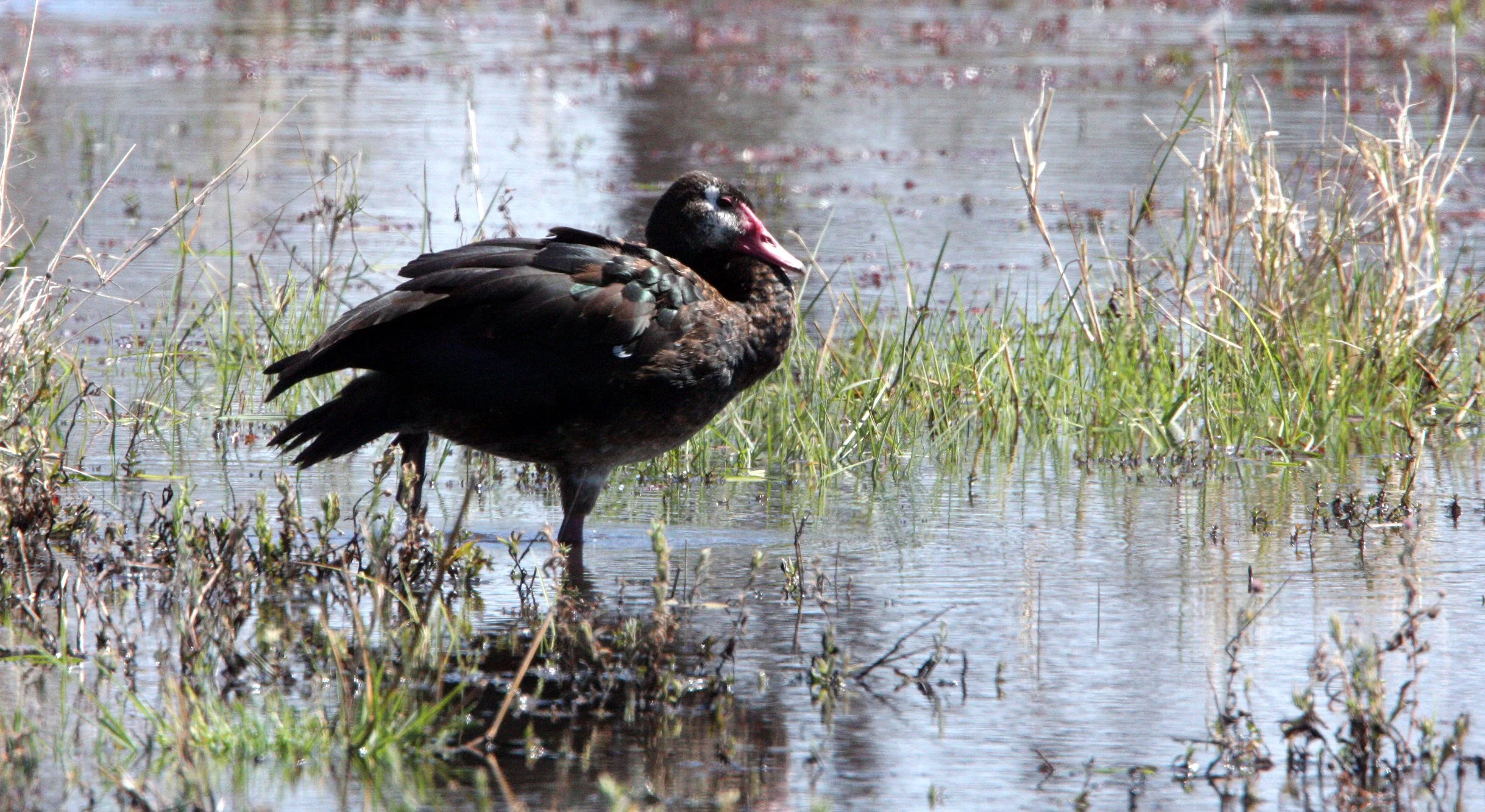 GOOSE - SPUR-WINGED GOOSE - Plectropterus gambensis - KHWAI CAMP OKAVANGO BOTSWANA (18).JPG