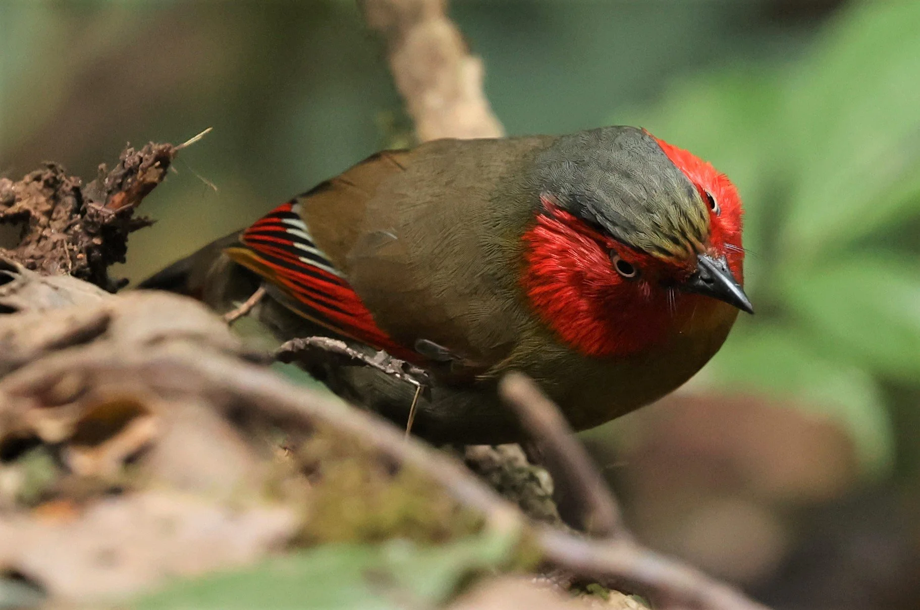 LIOCICHLA - SCARLET-FACED LIOCICHLA - Liocichla ripponi - DOI PHA HOM POK NP DOI LANG EAST FEB 2022 (79).jpg