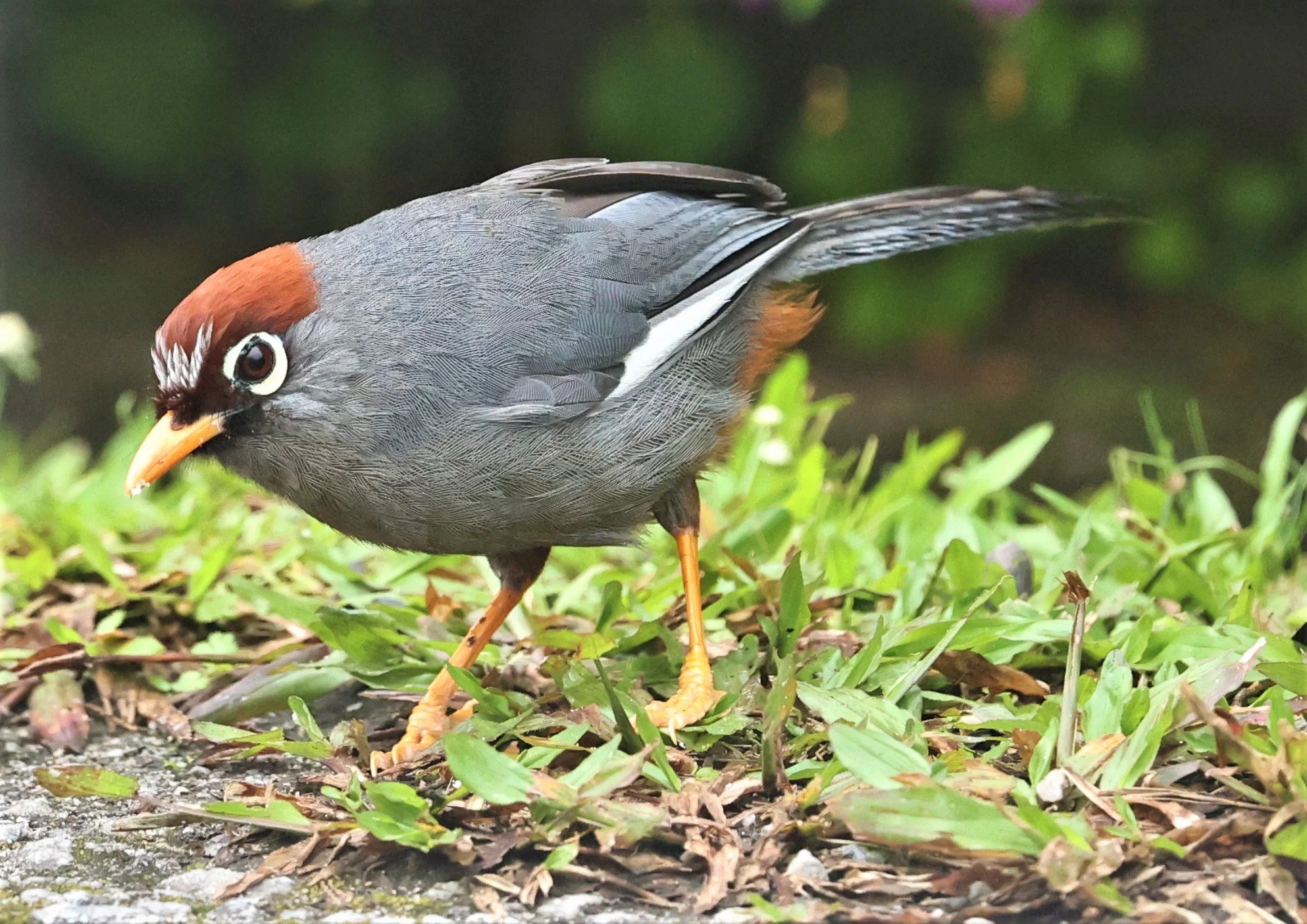 Pterorhinus mitratus - CHESTNUT-CAPPED LAUGHINGTHRUSH - FRASER'S HILL RAUB DISTRICT PAHANG MALAYSIA (5).jpg