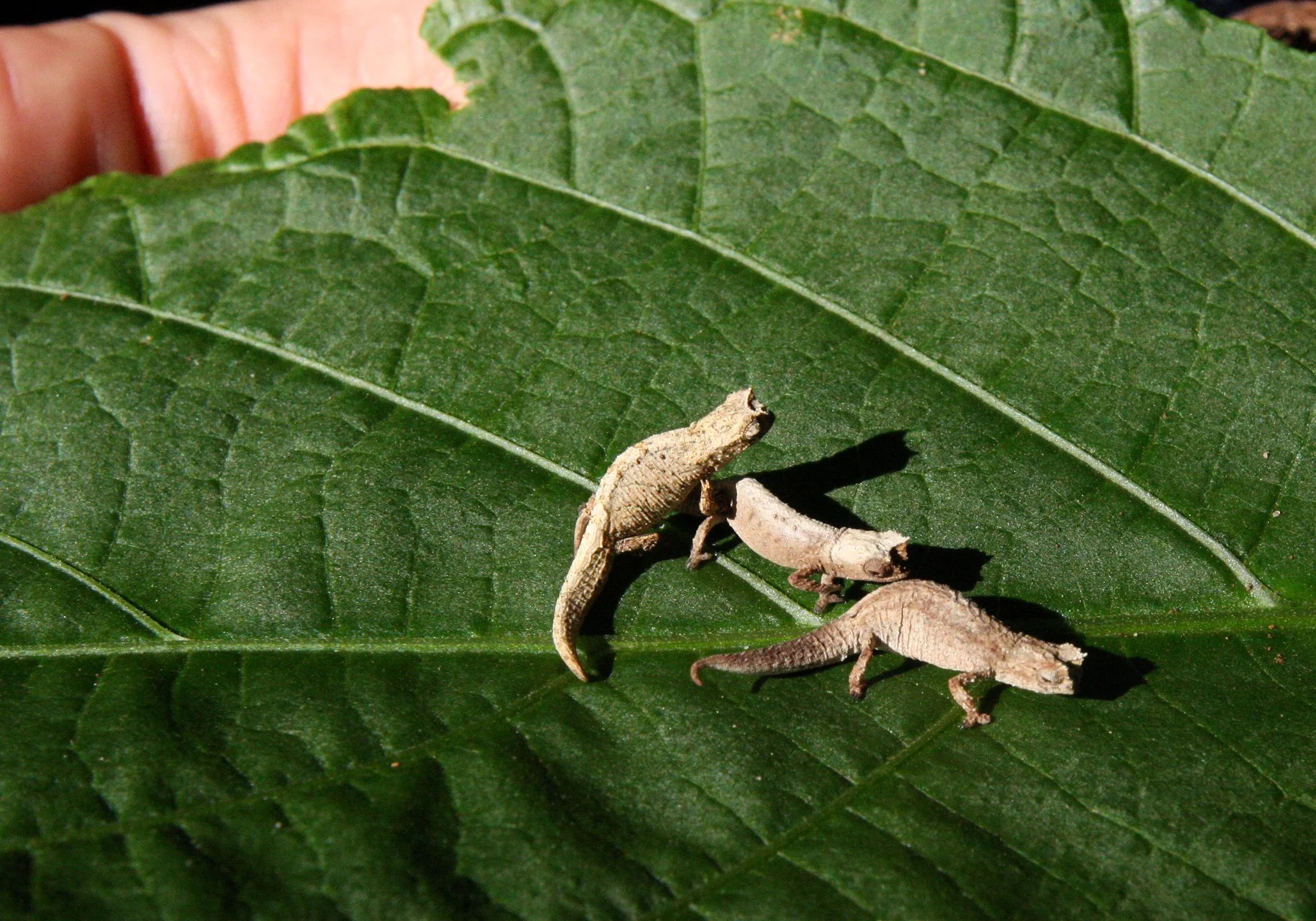 Brookesia tuberculata - MONTAGNE D'AMBRE LEAF CHAMELEON - MONTAGNE D'AMBRE NATIONAL PARK  - WORLD'S SMALLEST SPECIES (23).JPG