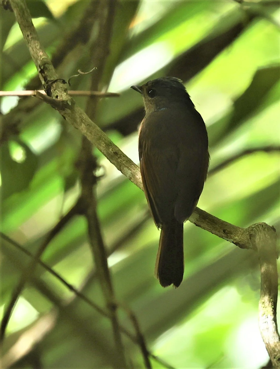 Niltava grandis - LARGE NILTAVA - FRASER'S HILL, MALAYSIA JUNE 2022 (12).jpg