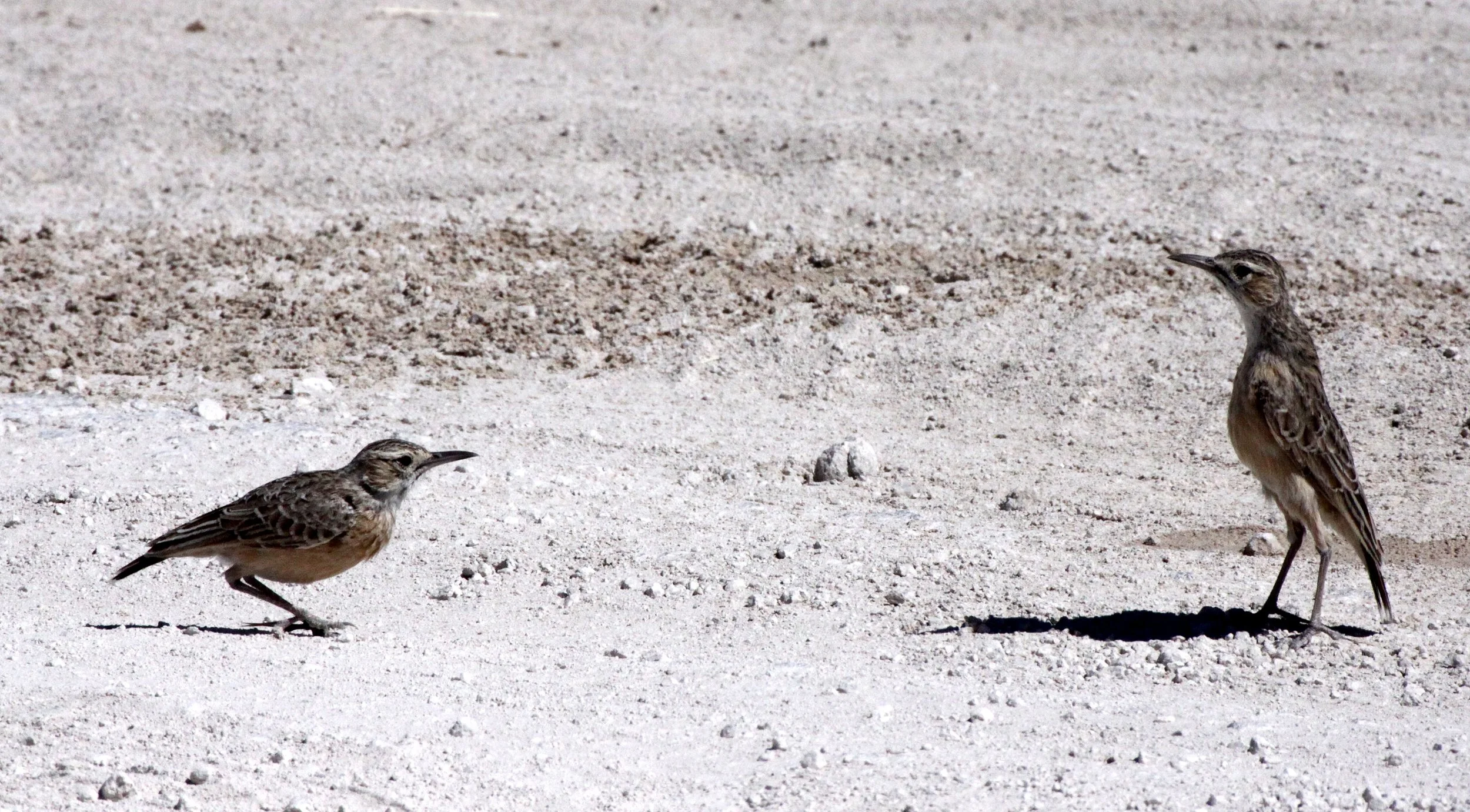 Spike-heeled Lark (Chersomanes albofasciata) Etosha NP Namibia (4).JPG