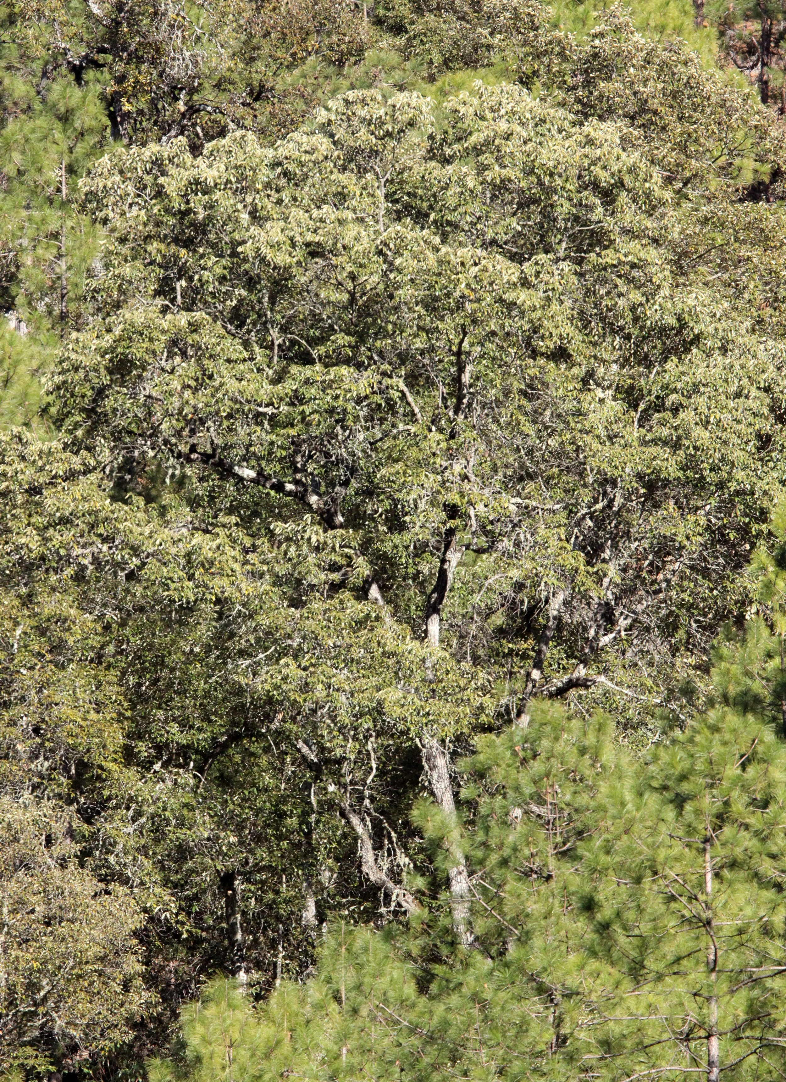 YUNNAN - BAIMA SNOW MOUNTAIN NATIONAL PARK - WOODLANDS (5).JPG