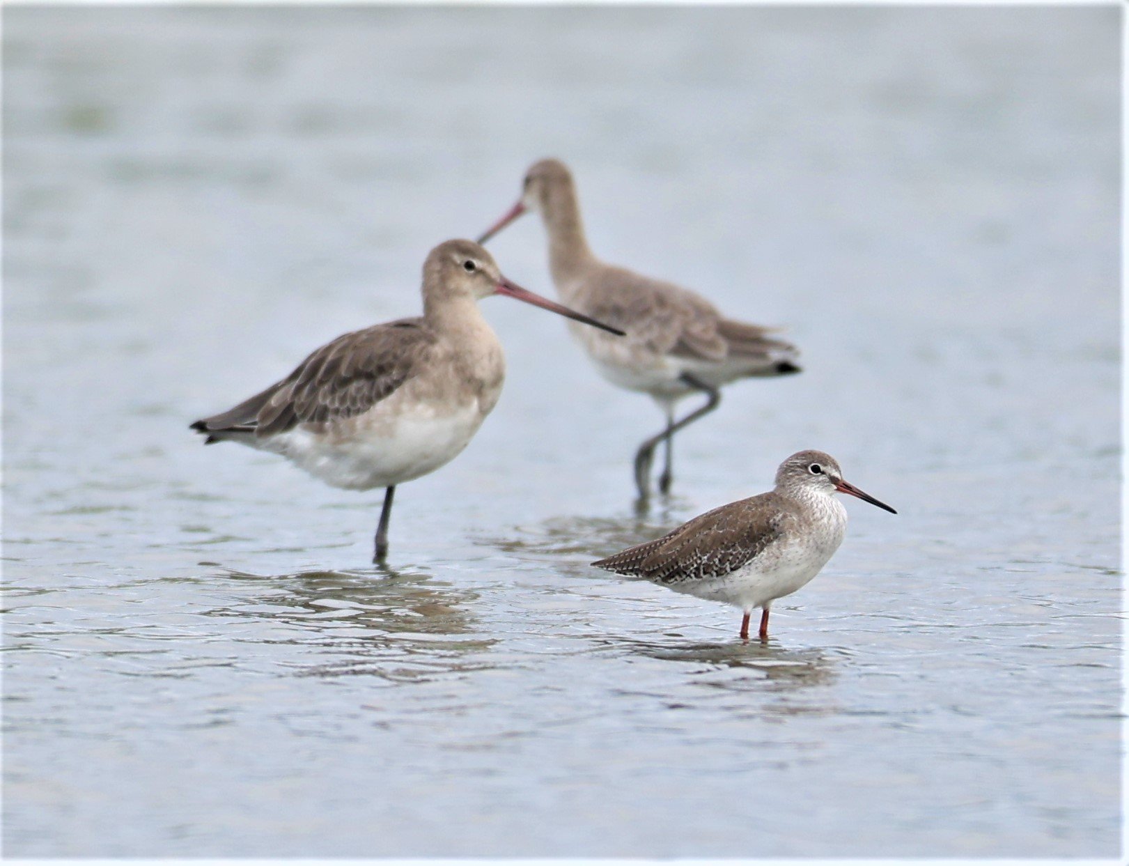 GODWIT - BLACK-TAILED GODWIT - Limosa limosa - WITH COMMON REDSHANK - BANG PAKONG SALT PANS CHACHOENGSAO WEST OF RIVER (12).jpg