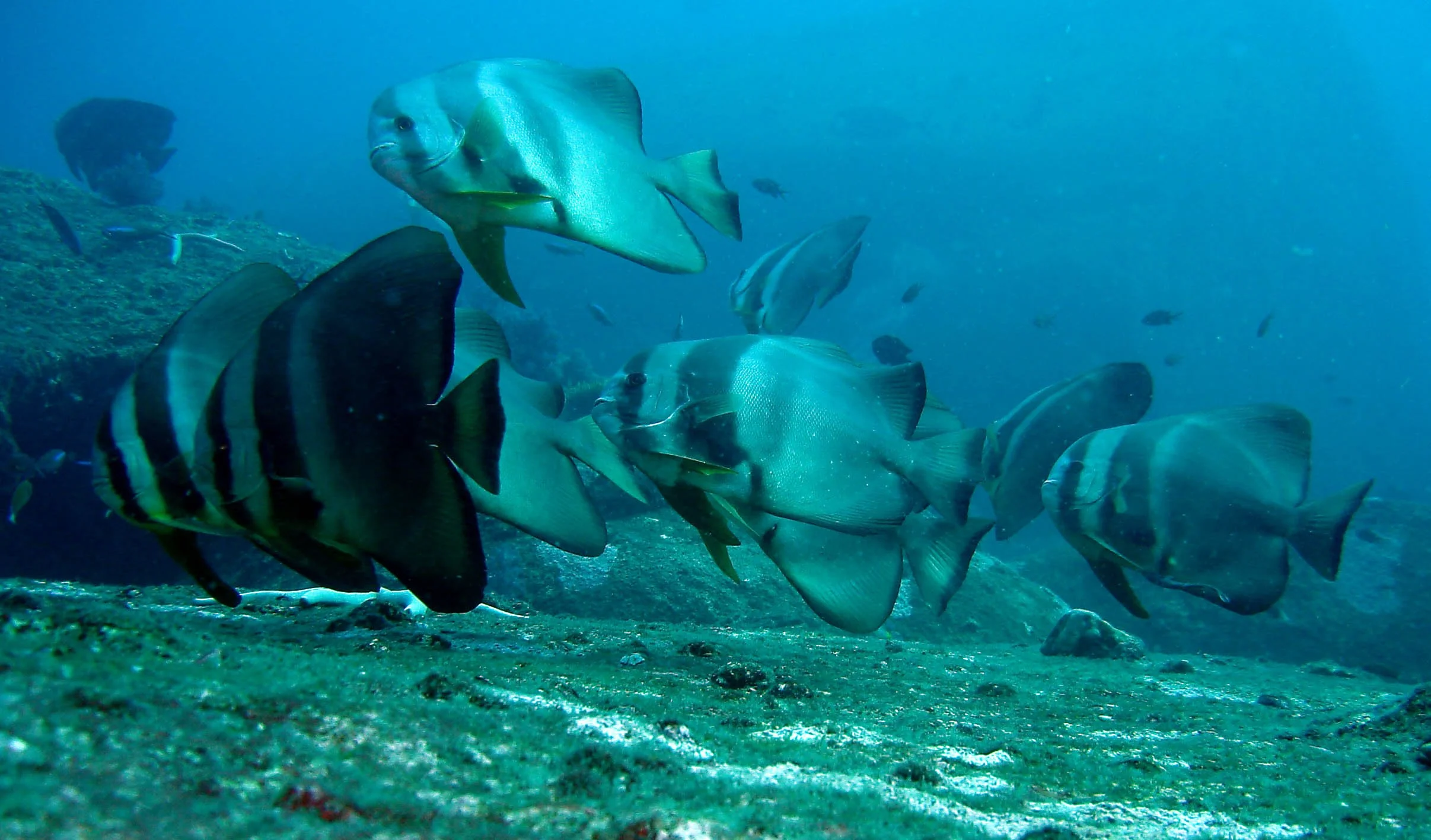 Ephippidae - Platax teira - Batfish - Similans Thailand (9).JPG