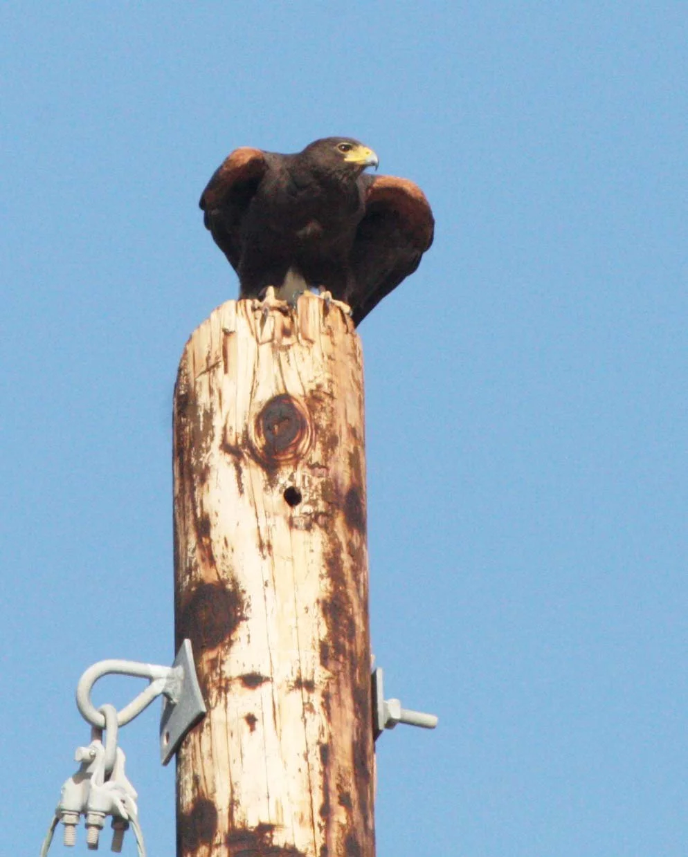 Parabuteo unicinctus - HARRIS'S HAWK - OJO DE LIEBRE LAGOON BAJA MEXICO (4).JPG