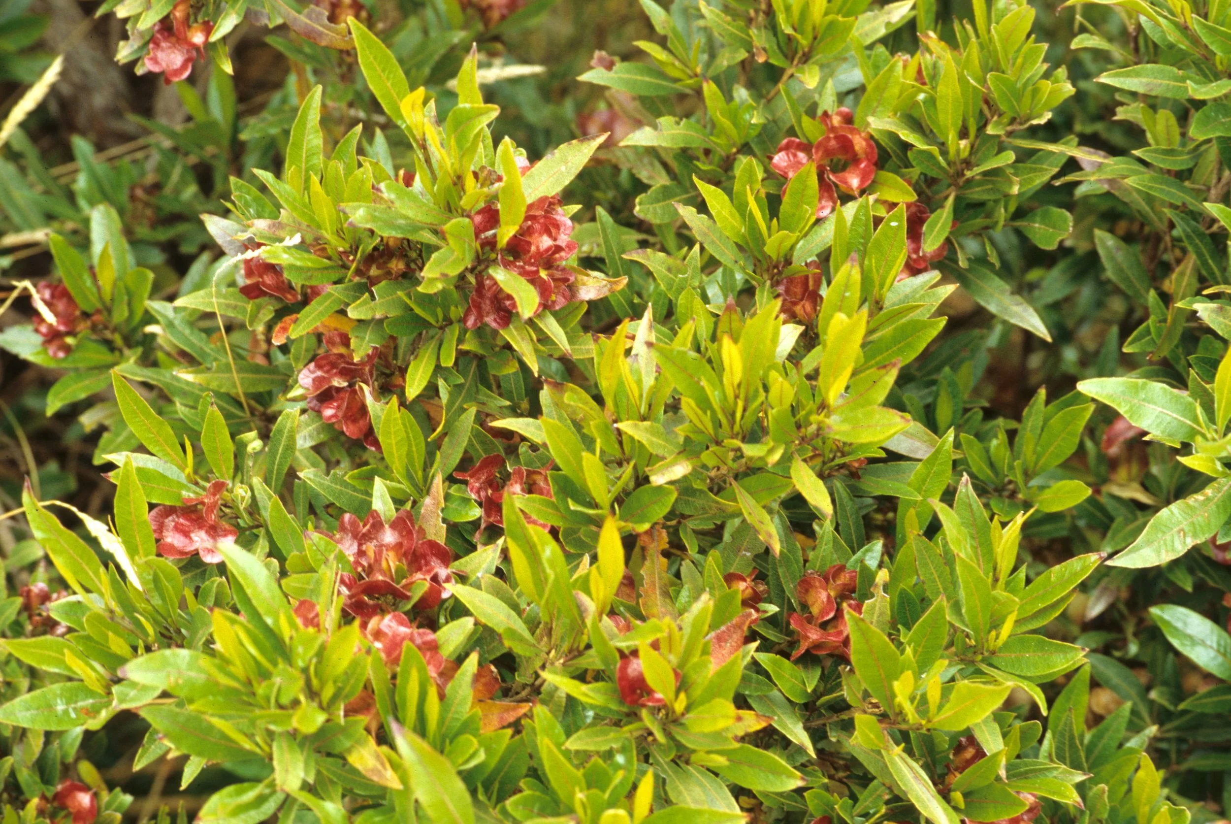 HAWAII - HAWAII - NATIVE PLANTS (4).jpg