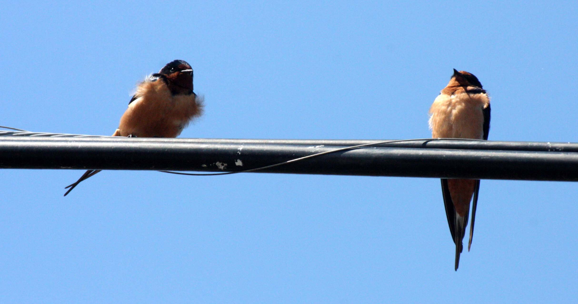 BIRD - SWALLOW - BARN SWALLOW - SEQUIM THREE CRABS WASHINGTON (2).JPG