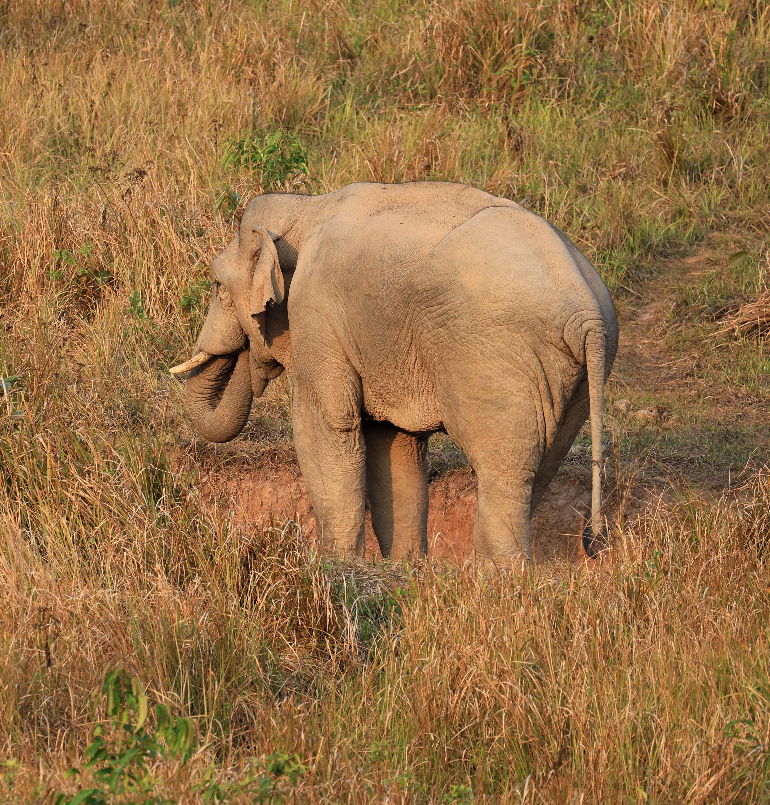 Asian Elephant (Elephas maximus) Khao Yai National Park, Thailand Feb 2026