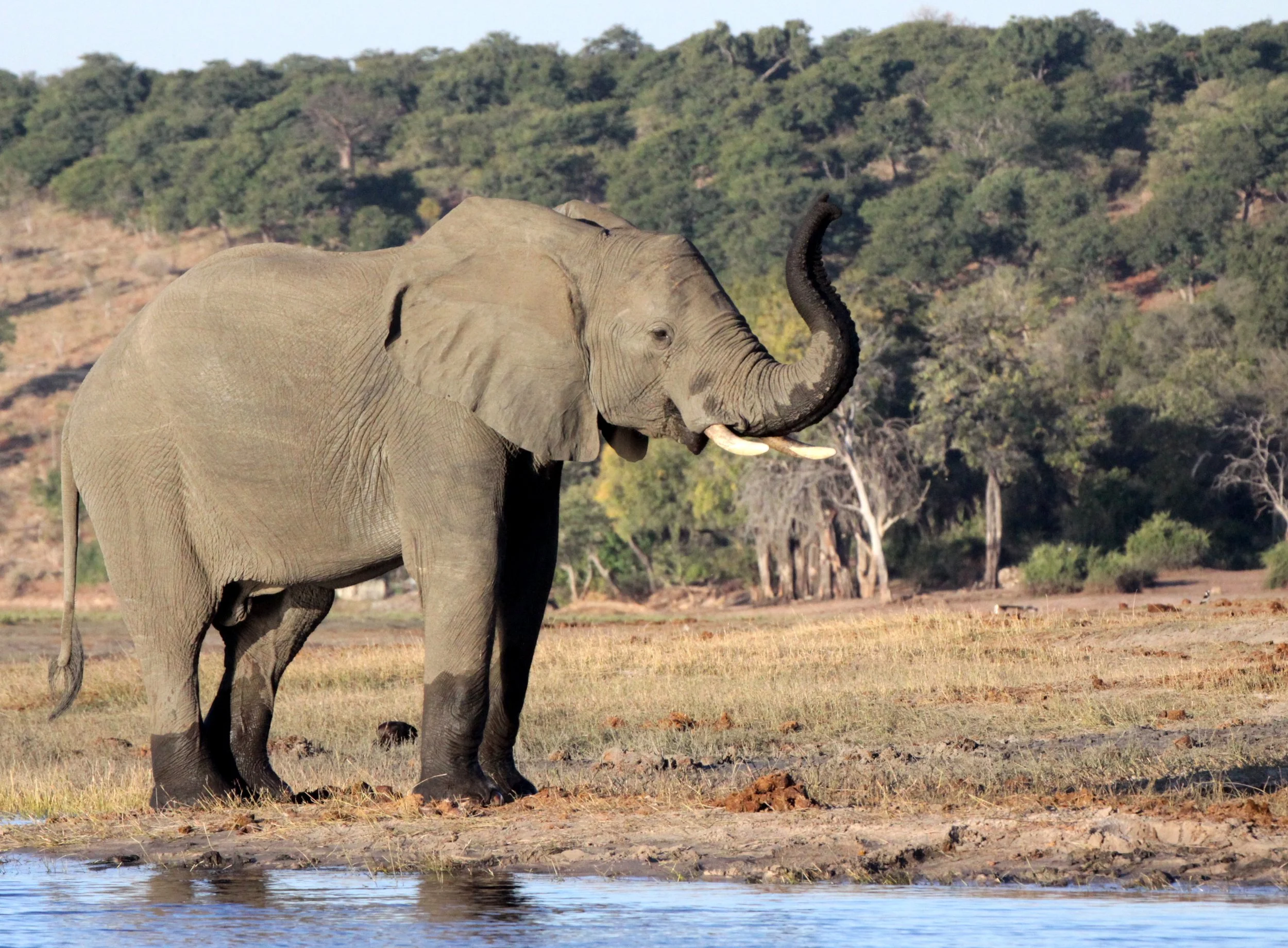 ELEPHANT - AFRICAN ELEPHANT - CHOBE NATIONAL PARK BOTSWANA (41).JPG