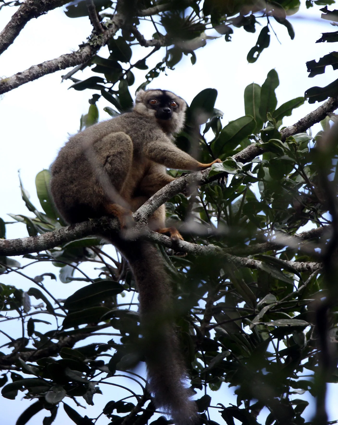 LEMURIDAE - Eulemur rufifrons - RED-FRONTED BROWN LEMUR - RANOMAFANA NATIONAL PARK MADGASCAR (56).JPG