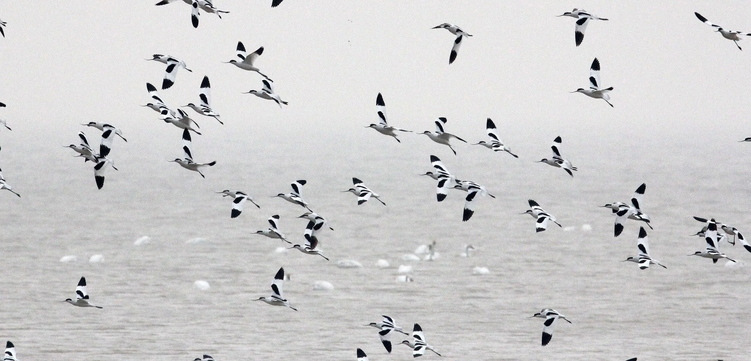 BIRD - AVOCET - PIED AVOCET - POYANG LAKE - CHINA - JIANGXI PROVINCE (6).JPG