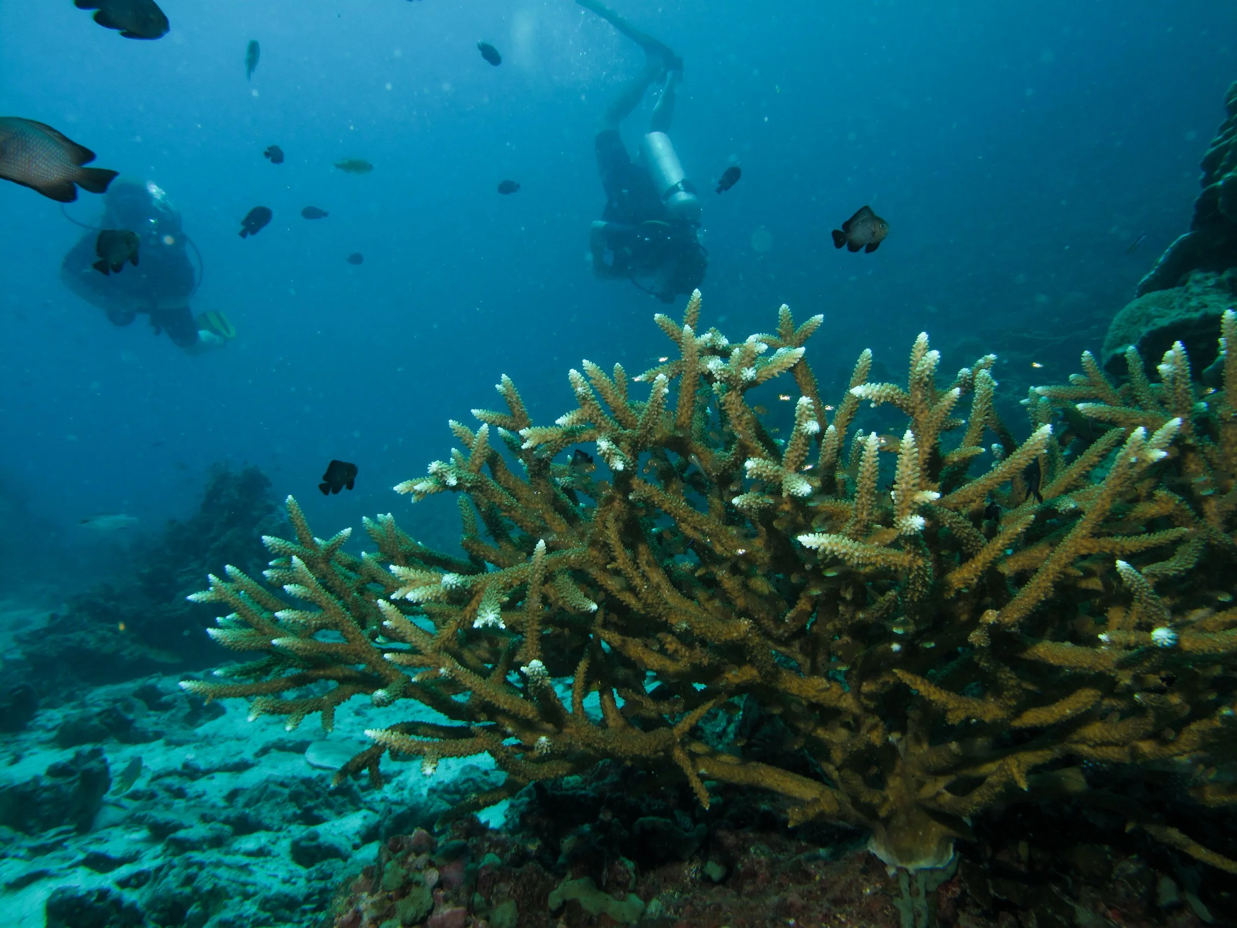 2013 Diving Koh Lanta (61).jpg