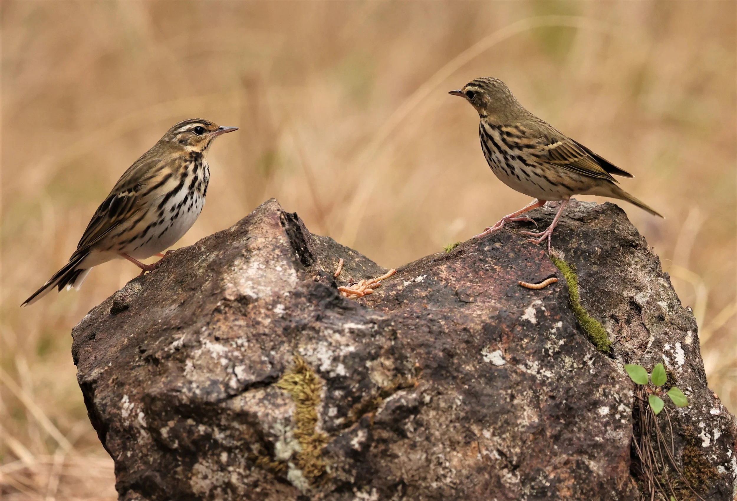 Olive-backed Pipit (Anthus hodgsoni) DOI LANG WEST, DOI PHA HOM POK NP, CHIANG MAI DEC 2021 (4).jpg