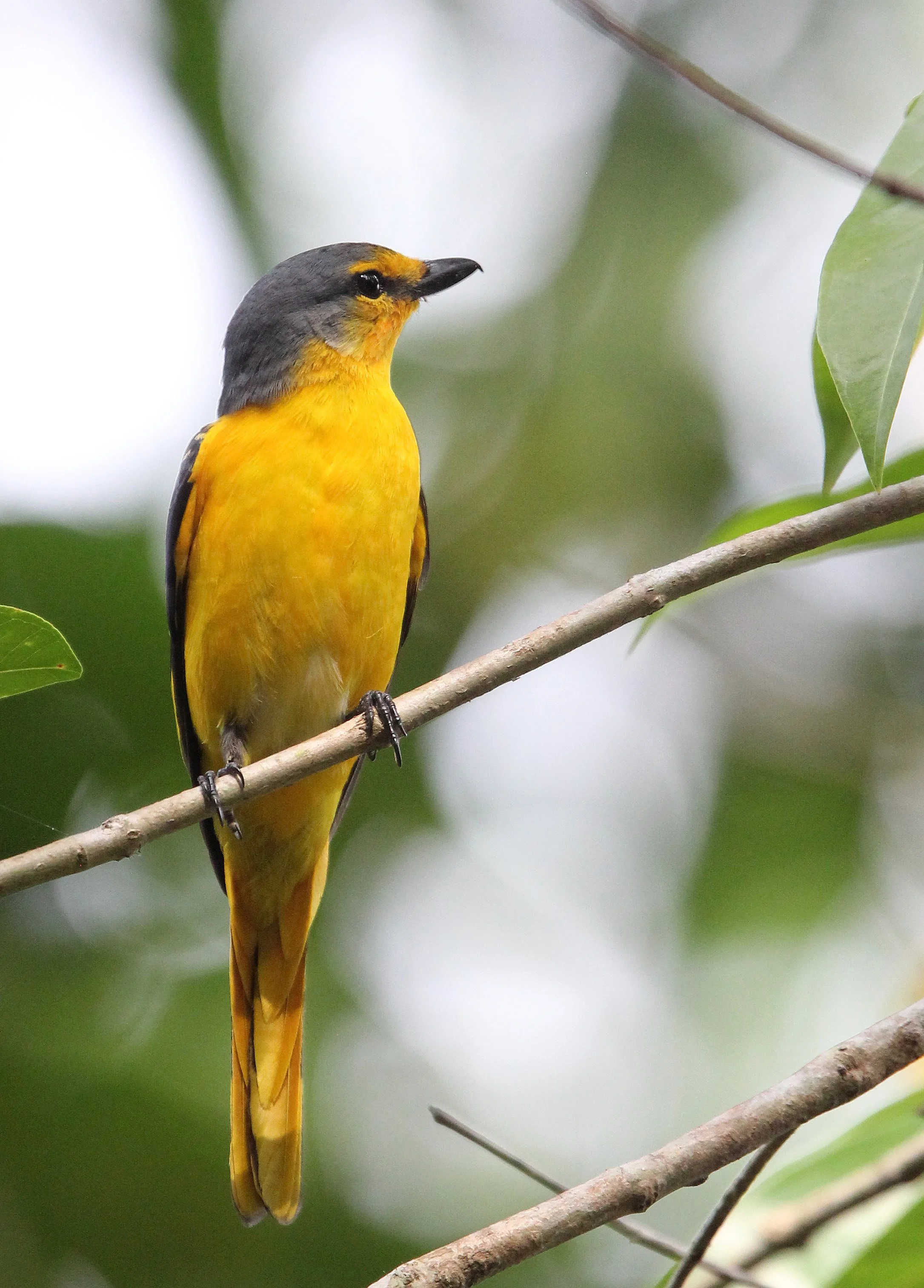 Orange Minivet (Pericrocotus flammeus) Kitulgala National Forest Reserve, Sri Lanka (14).JPG