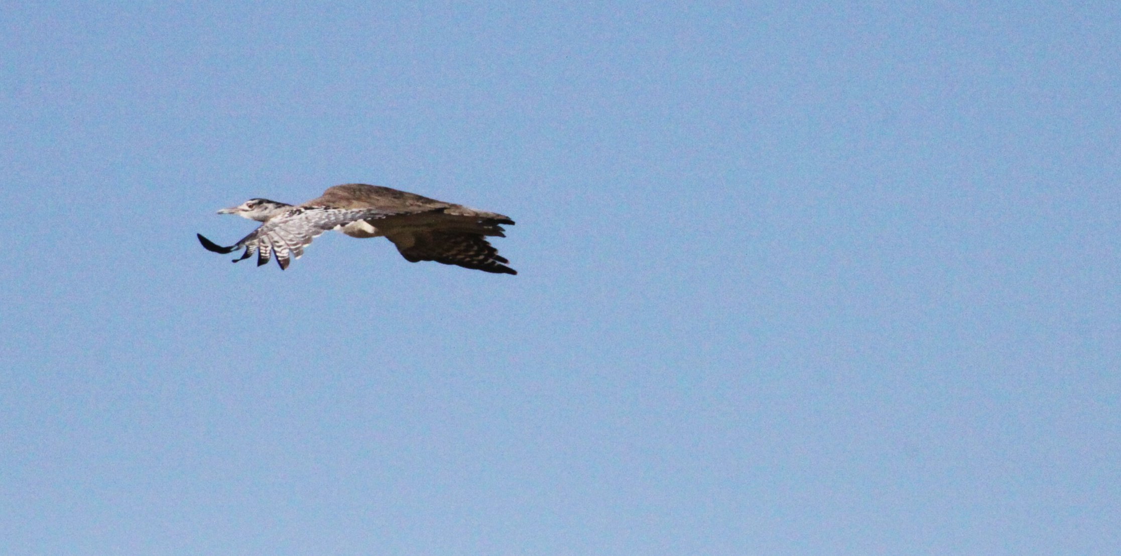 Kori bustard (Ardeotis kori) Etosha NP, Namibia (7).JPG