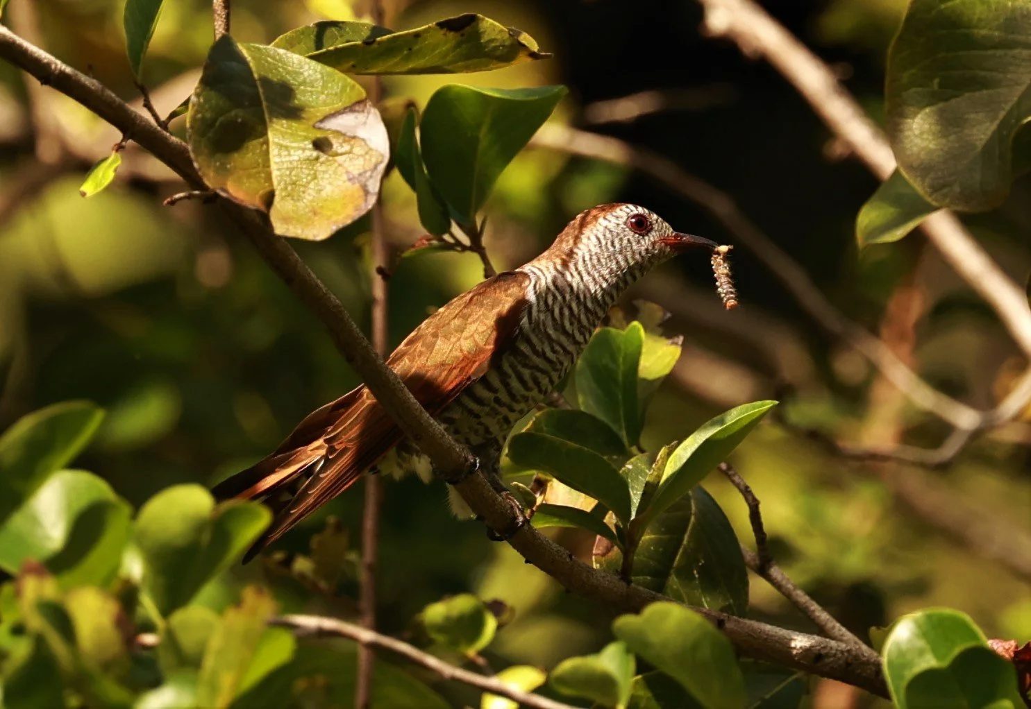 Violet Cuckoo (Chrysococcyx xanthorhynchus) Rama IX Park Bangkok (39).jpg