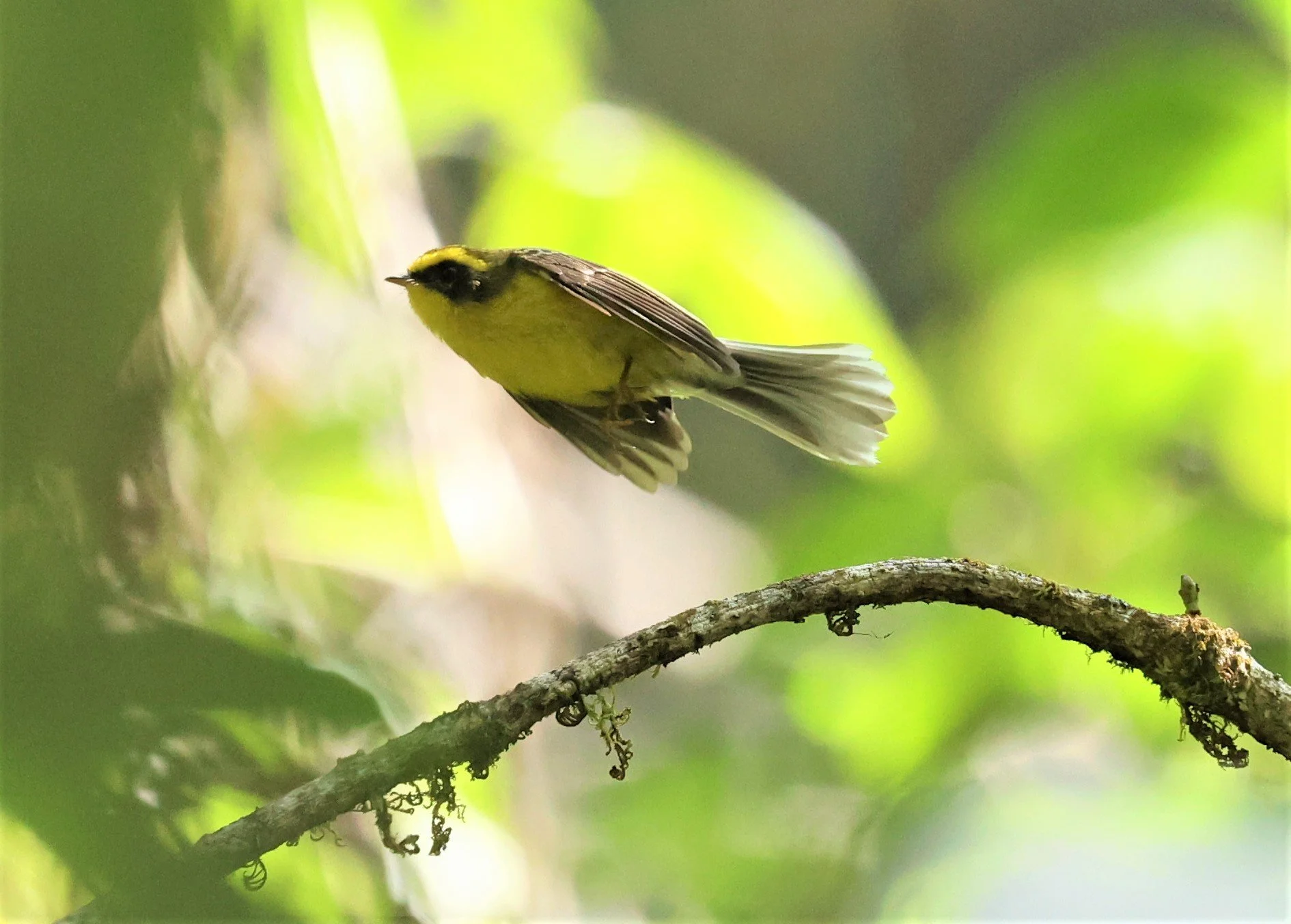 FANTAIL - YELLOW-BELLIED FAIRY-FANTAIL - Chelidorhynx hypoxanthus - DOI PHA HOM POK NP DOI LANG EAST FEB 2022 (11).jpg