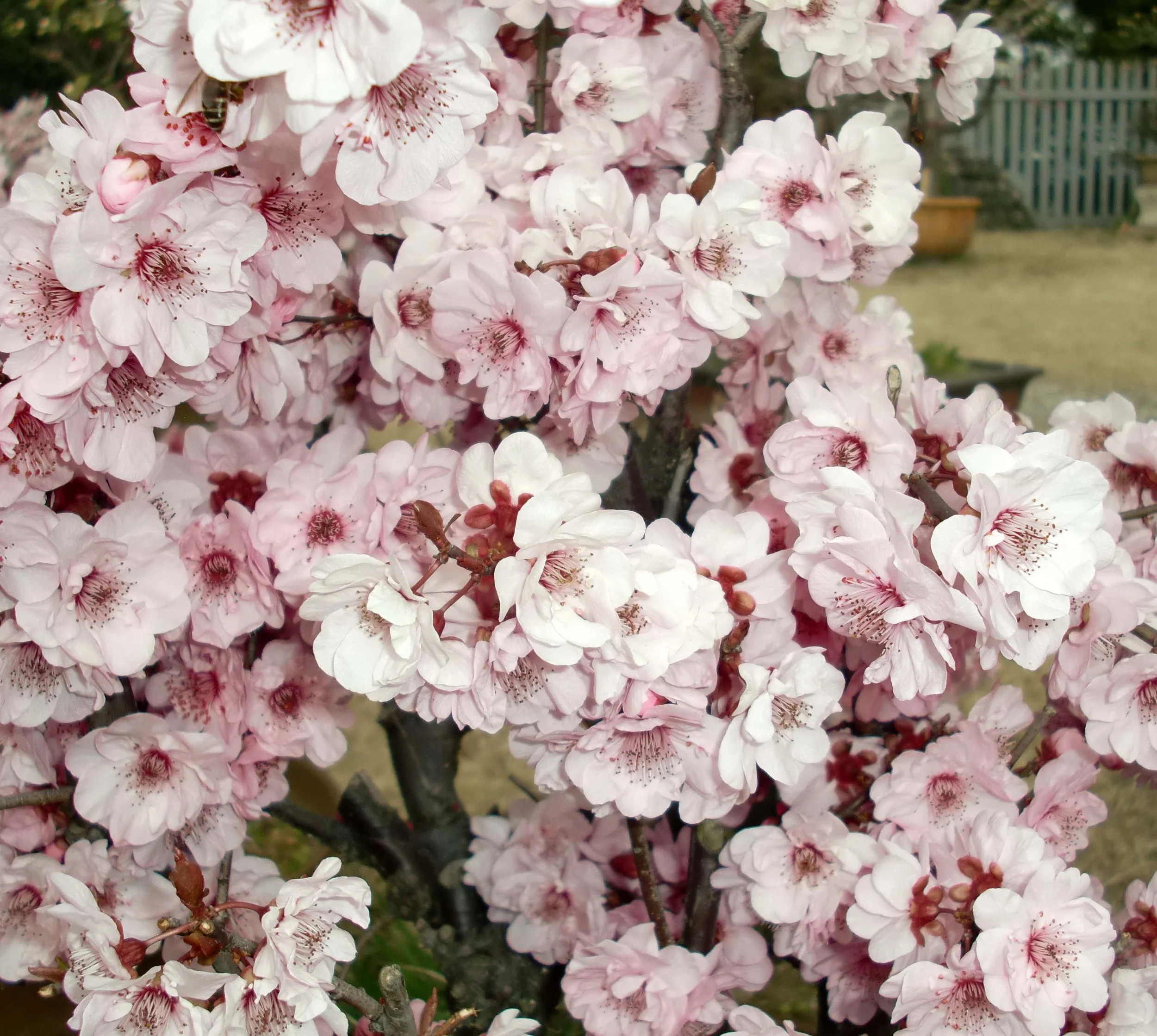 2011-3-13 CENTURY PARK SHANGHAI (30).JPG
