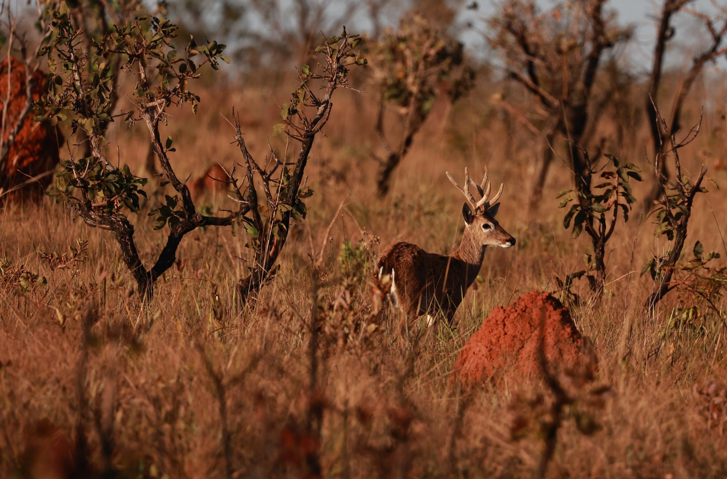 Ozotoceros bezoarticus bezoarticus - Pampas Deer -  Emas National Park, Goias Brazil (12).JPG