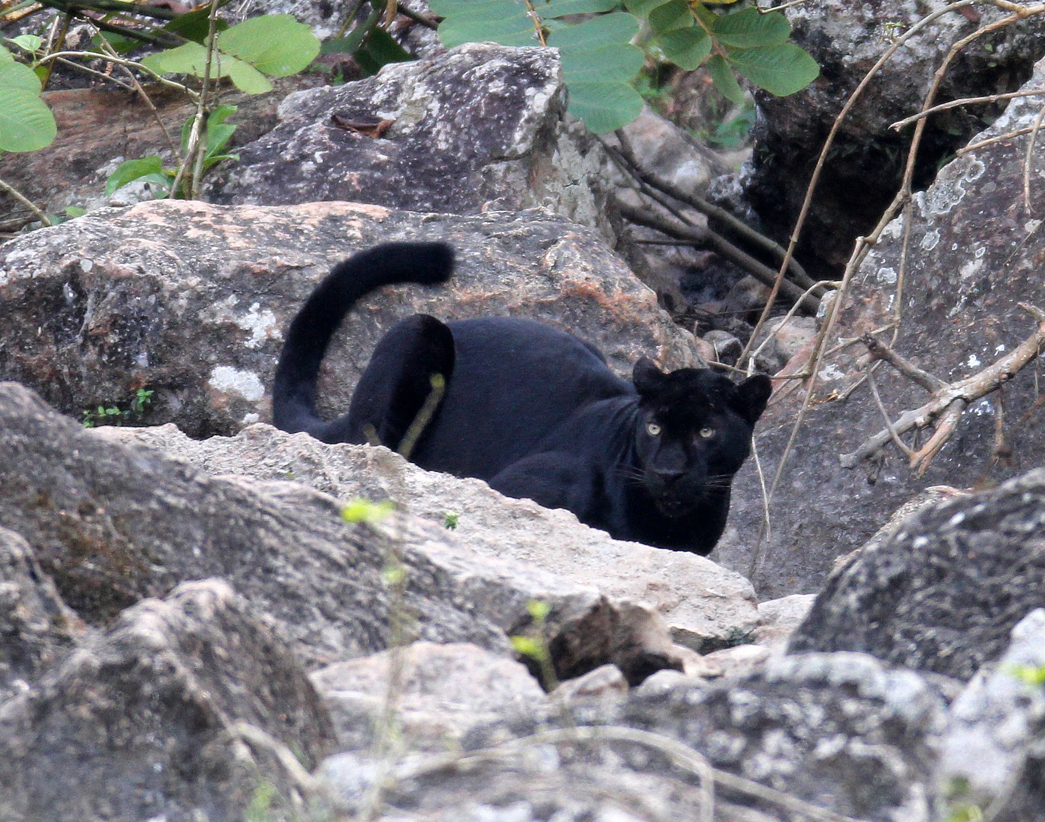 Panthera pardus delacouri - INDOCHINESE LEOPARD - MELANISTIC FORM - HUAI KHA KHAENG - KAPOK KAPIEN STATION & MINERAL LICK - THAI (260).JPG