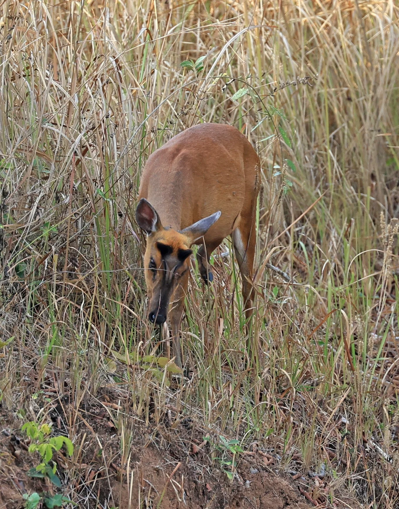 Southern Red Muntjac (Muntiacus muntjak) Khao Yai National Park, Thailand (3).jpg