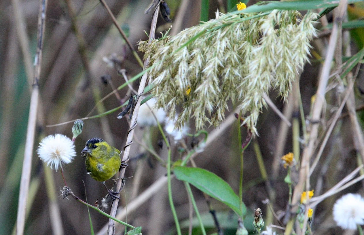 Eurasian Siskin (Spinus spinus) Nankou Rudong, China (6).JPG