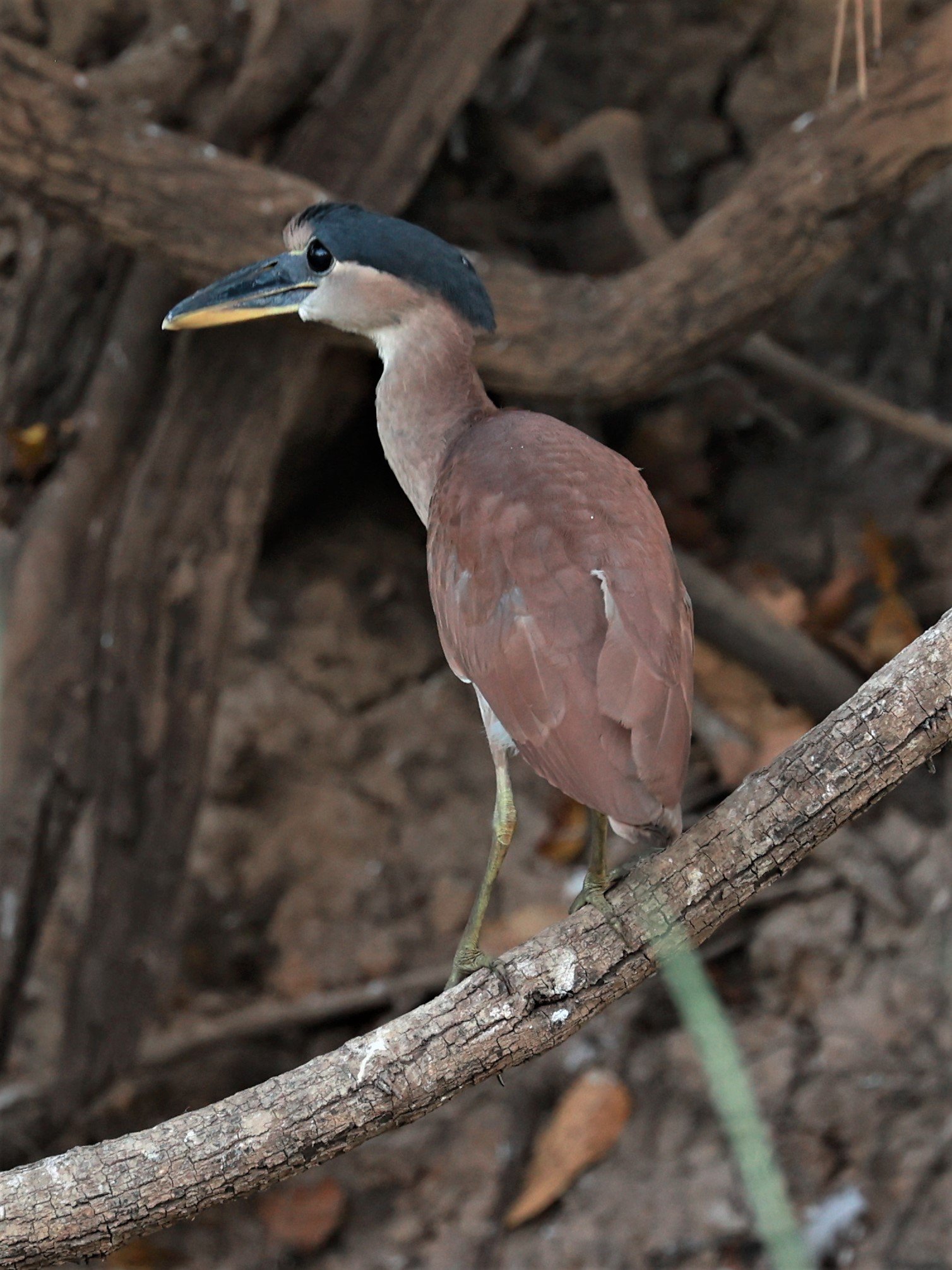 Heron - Boat-billed Heron - Cochlearius cochlearius - Pantanal, Encontro das Águas State Park, Porto Jofre, Cuiaba River, Brazil (13).JPG