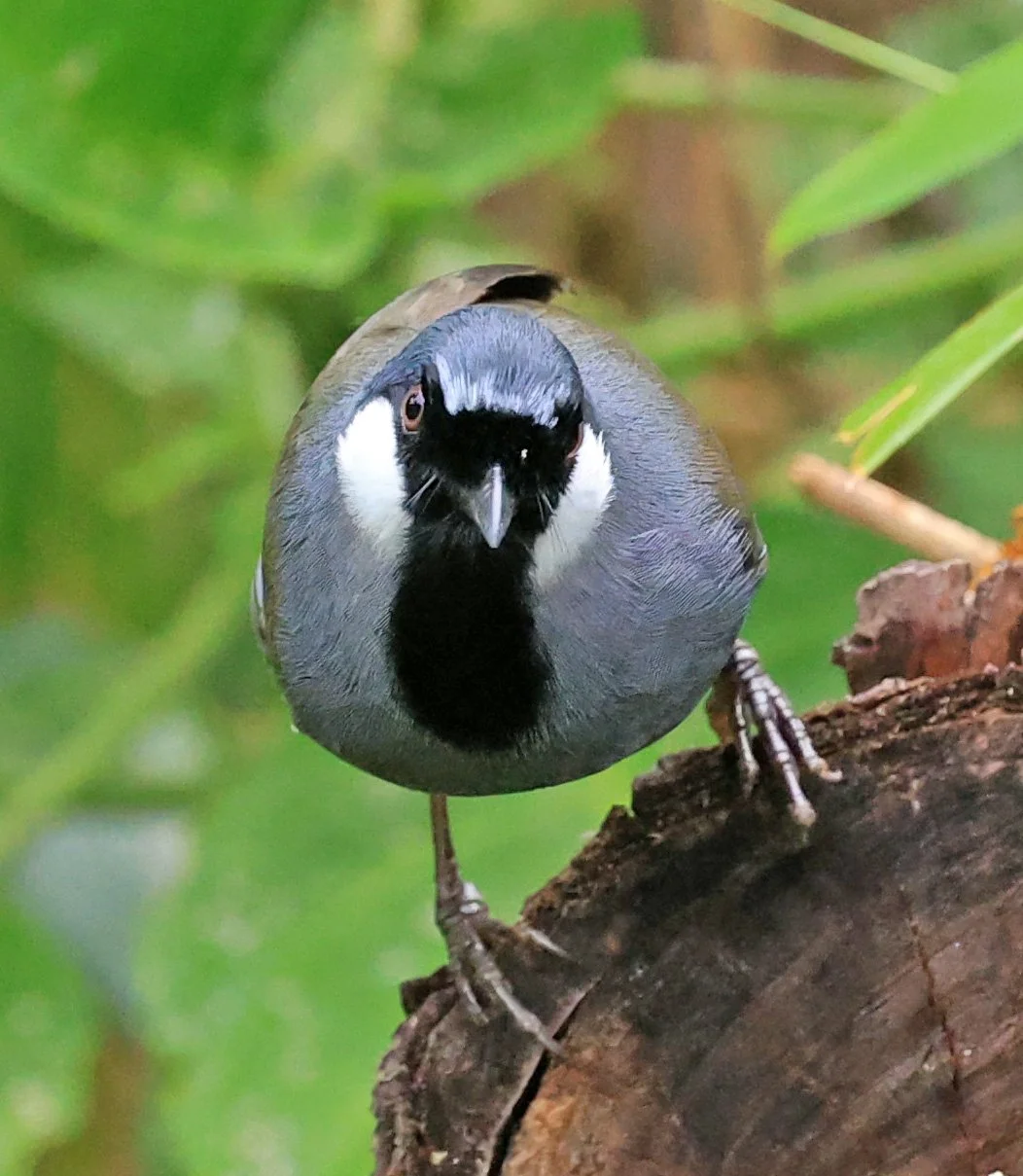Black-throated Laughingthrush (Pterorhinus chinensis) Khao Yai National Park Feb 2026 Day 2 (5).jpg