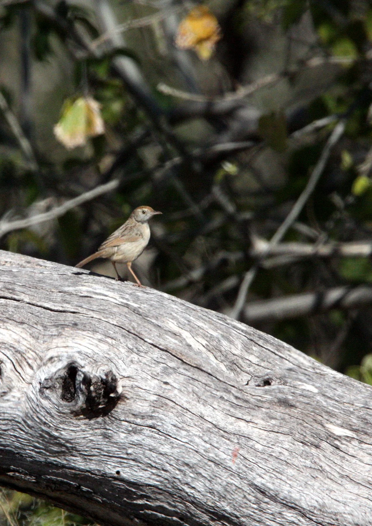 African Grassveld Pipit (Anthus cinnamomeus) KHWAI CAMP OKAVANGO BOTSWANA.JPG