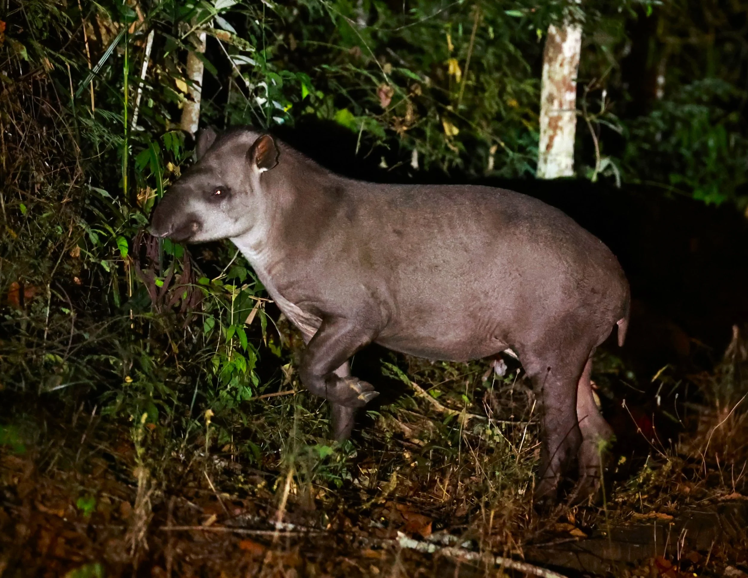Tapirus terrestris - Brazilian or South American Tapir - Rio Doce State Park, Minas Gerais, Brazil (7).JPG