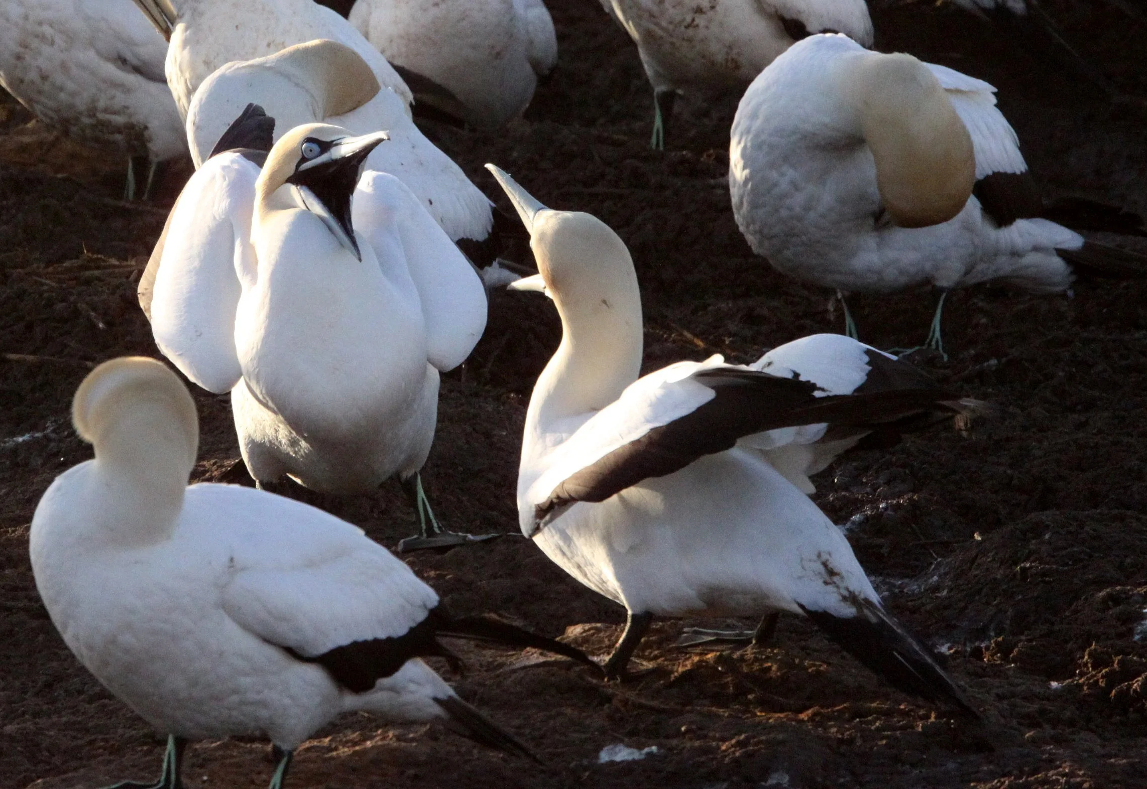 Cape gannet (Morus capensis) Lambert's Bay South Africa (113).JPG