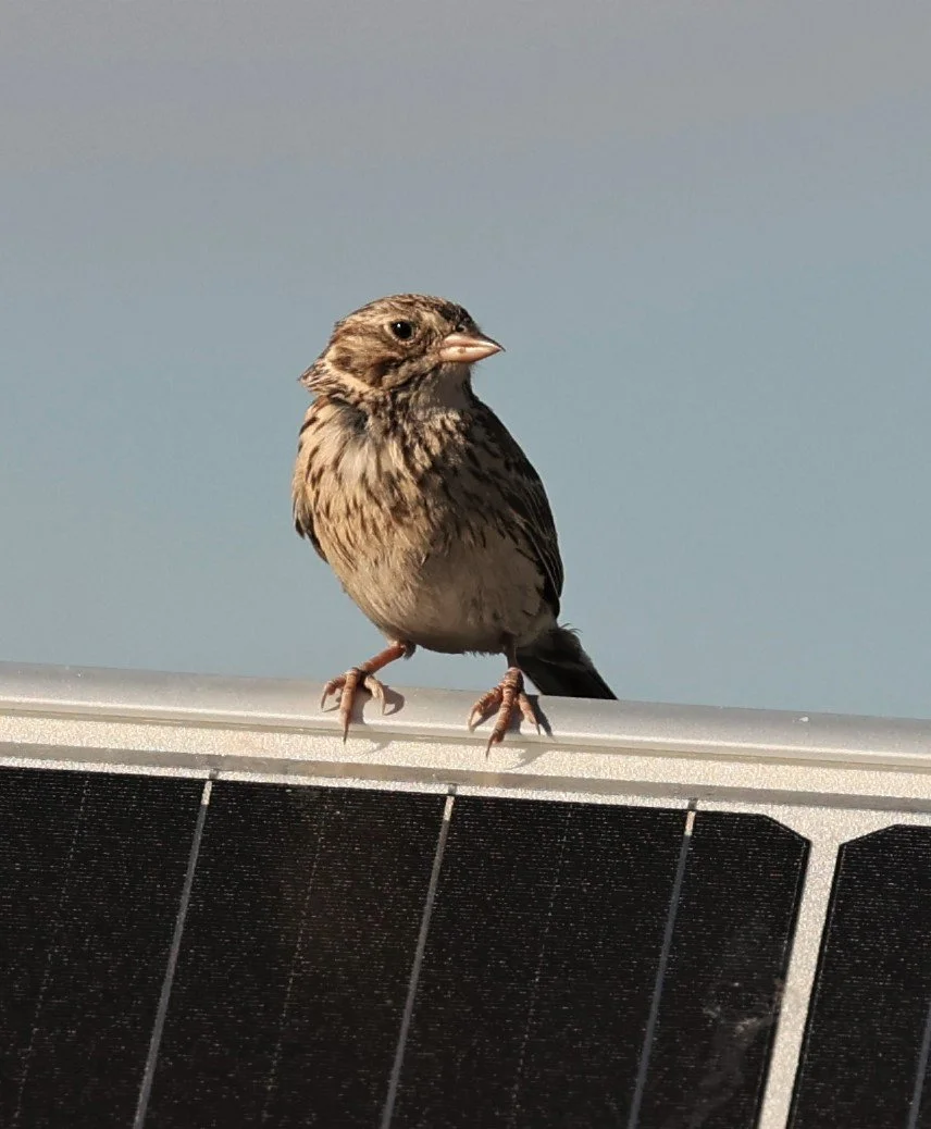 Brewer's Sparrow (Spizella breweri)  Fossil Buttes National Monument Wyoming (14).jpg