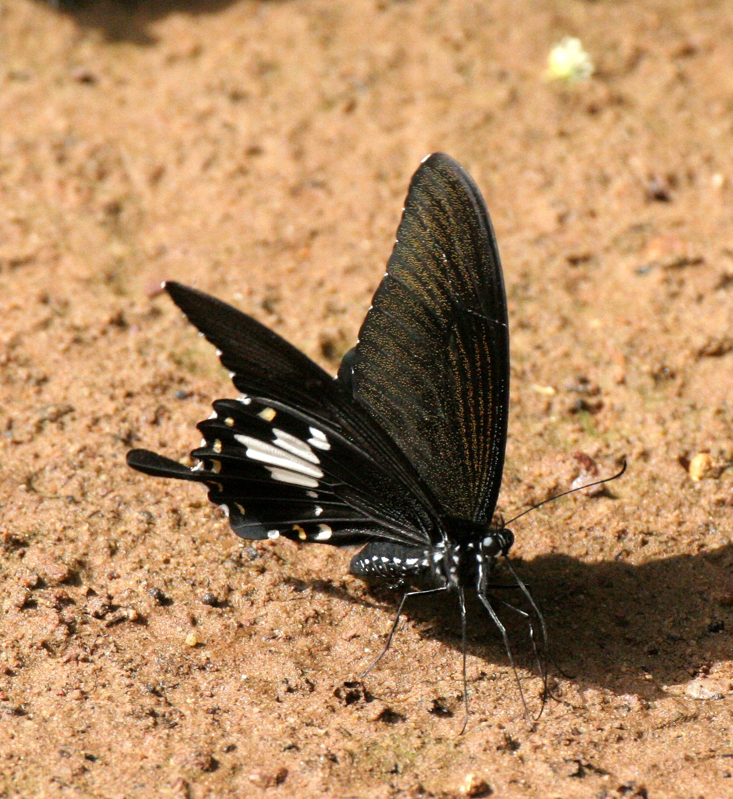 Papilionide - Atrophaneura adamsoni - Khao Yai National Park, Thailand