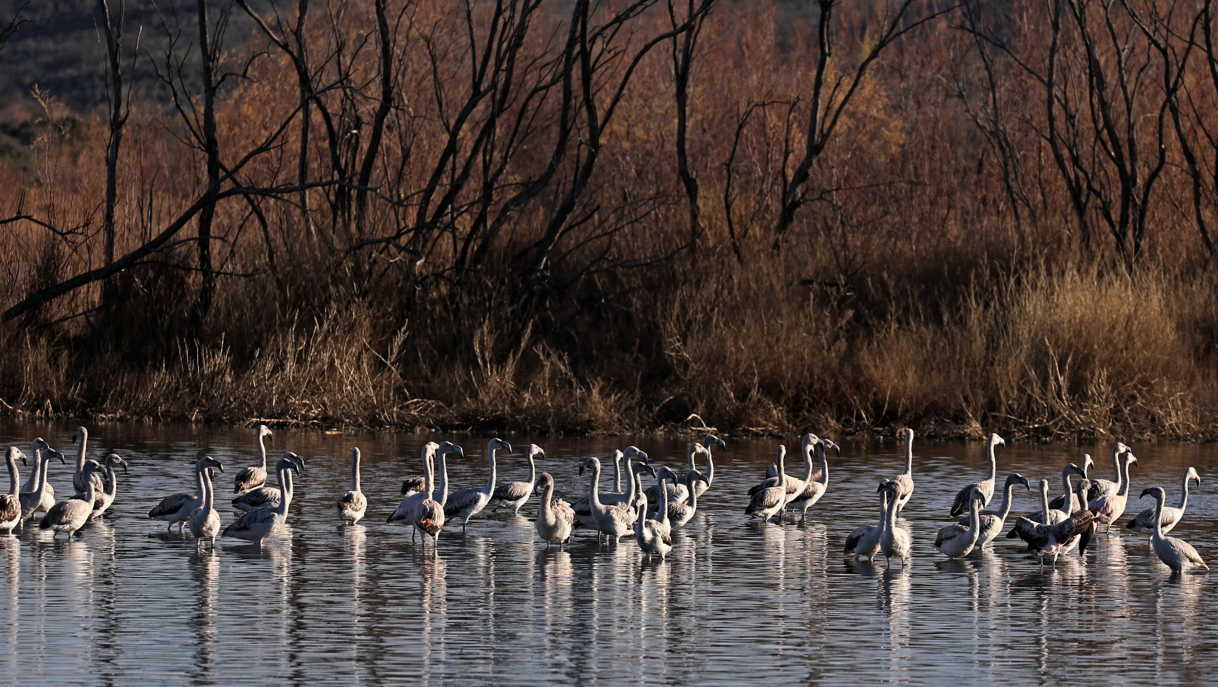 Chilean Flamingo (Phoenicopterus chilensis) Lagunas del Ornitólogo, Trelew Argentina (41).jpg