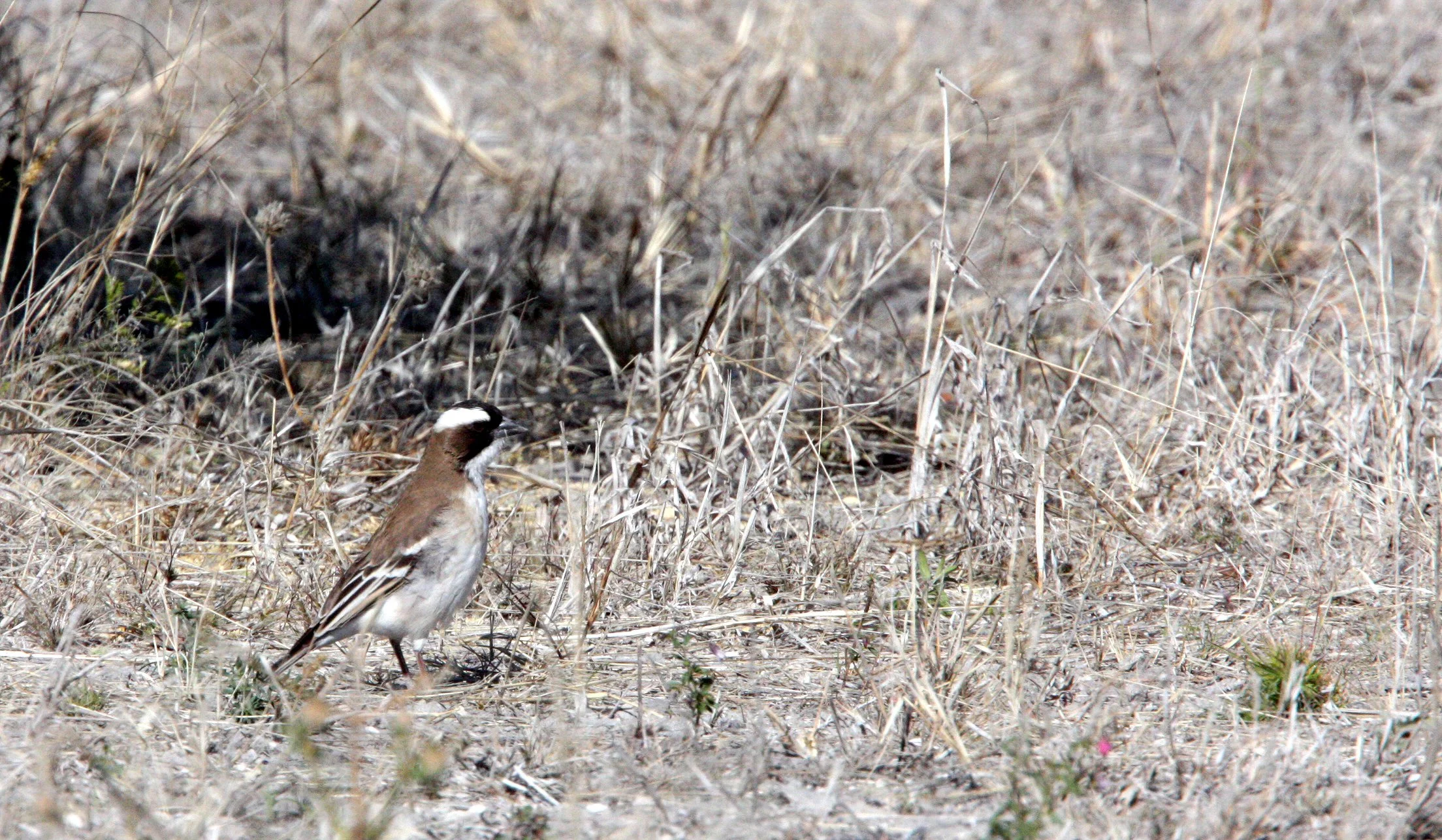 White-browed Sparrow-weaver (Plocepasser mahali) Eastern Botswana, Maghadigadi NP (3).JPG