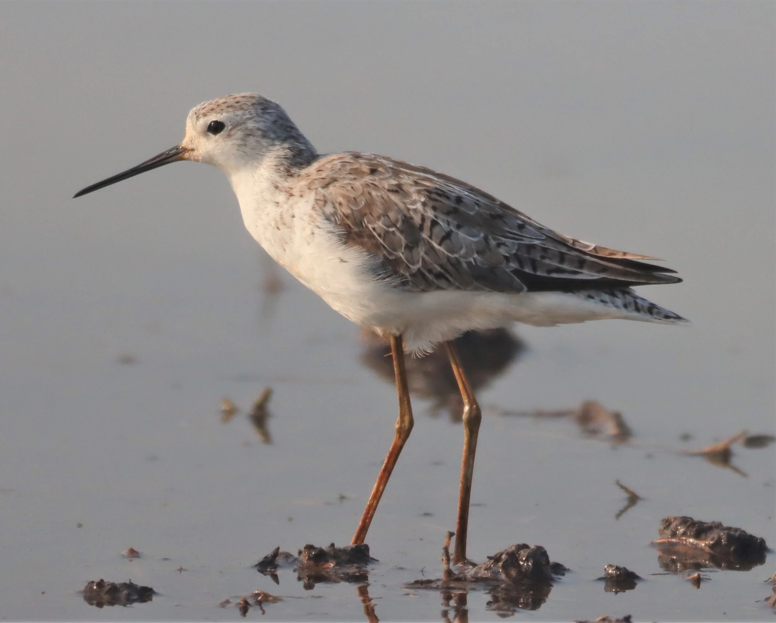 SANDPIPER - MARSH SANDPIPER - Tringa stagnatilis - PATHUM THANI RICE RESEARCH CT (2).jpg