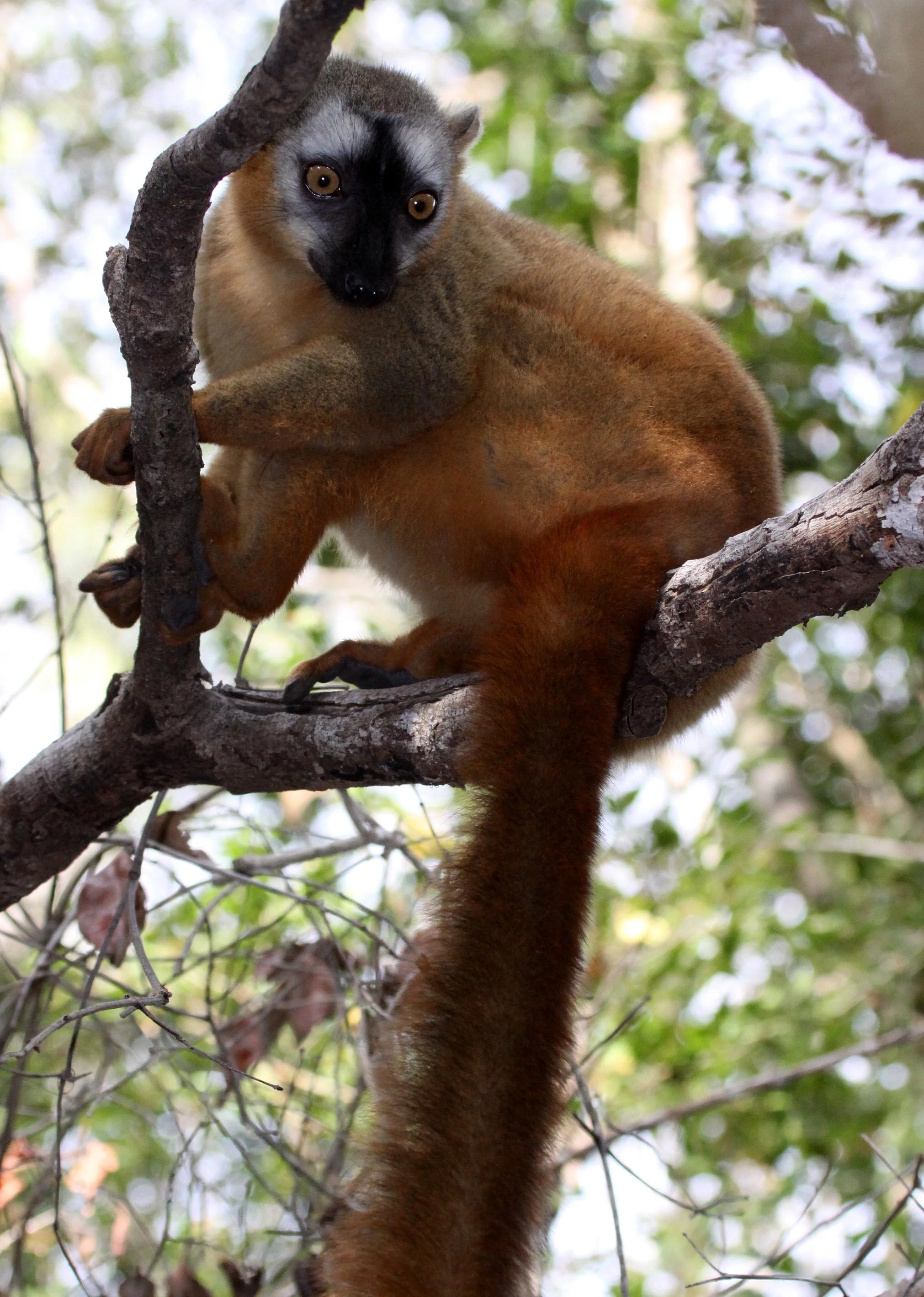 LEMURIDAE - Eulemur rufus -  RUFOUS BROWN LEMUR - KIRINDY NATIONAL PARK MADAGASCAR (9).JPG
