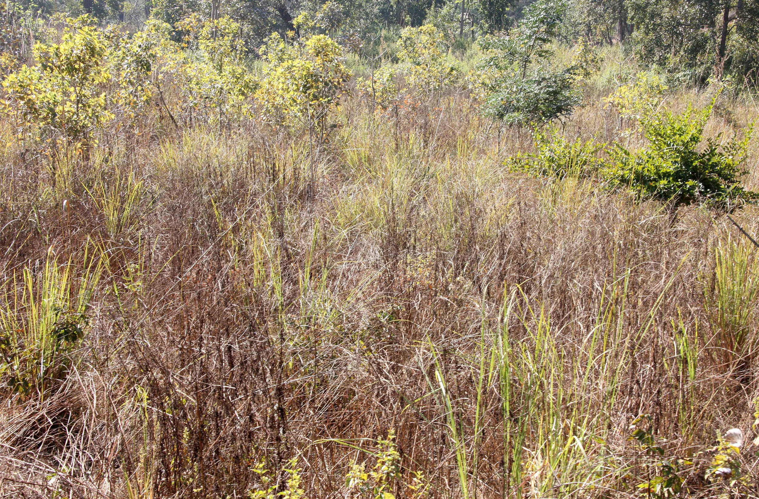 MADHYA PRADESH - KANHA NATIONAL PARK MADHYA PRADESH INDIA (36).JPG