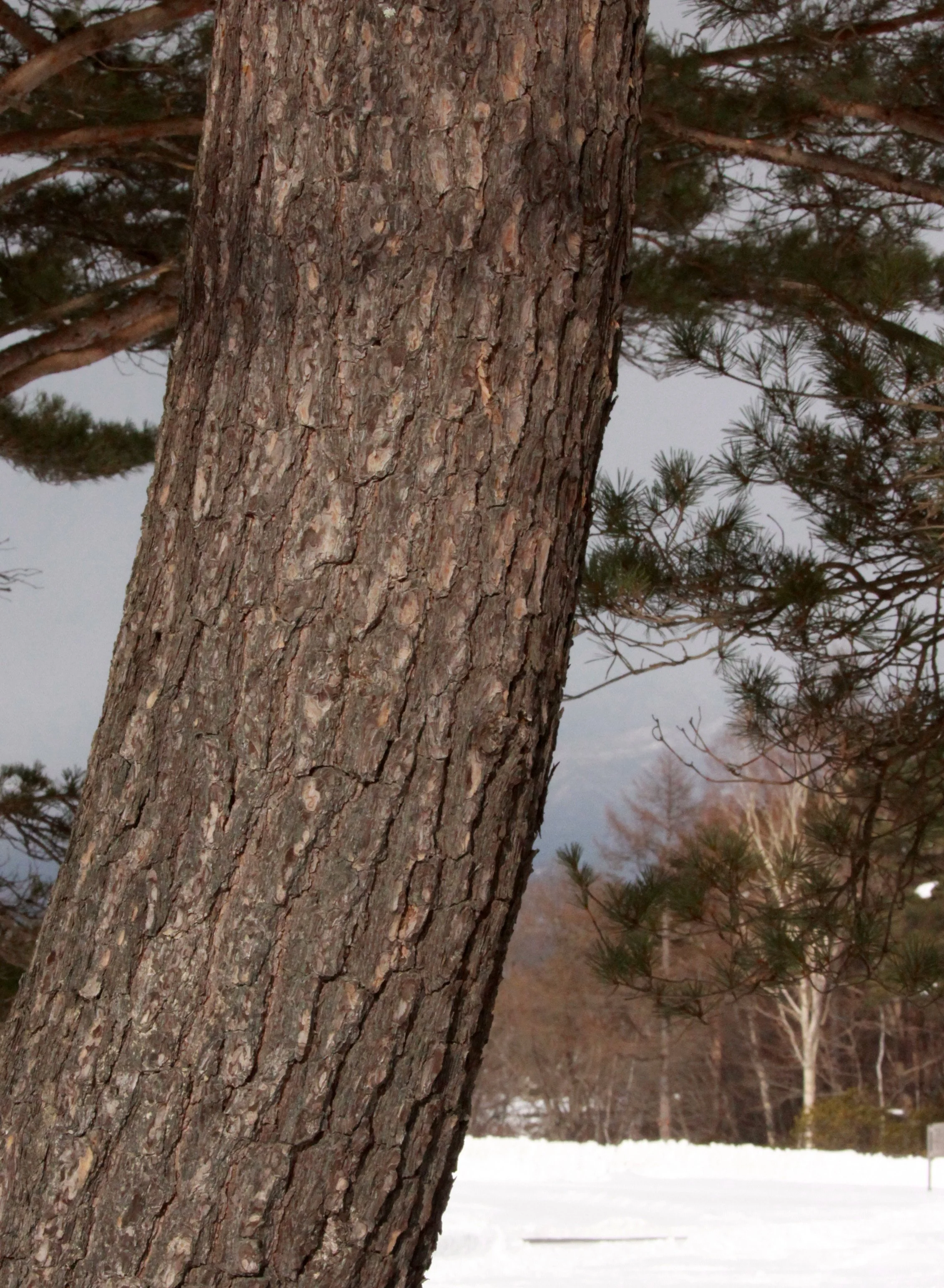 MOUNT ASAMA - JOSHIN'ETSUKOGEN NATIONAL PARK JAPAN (60).JPG
