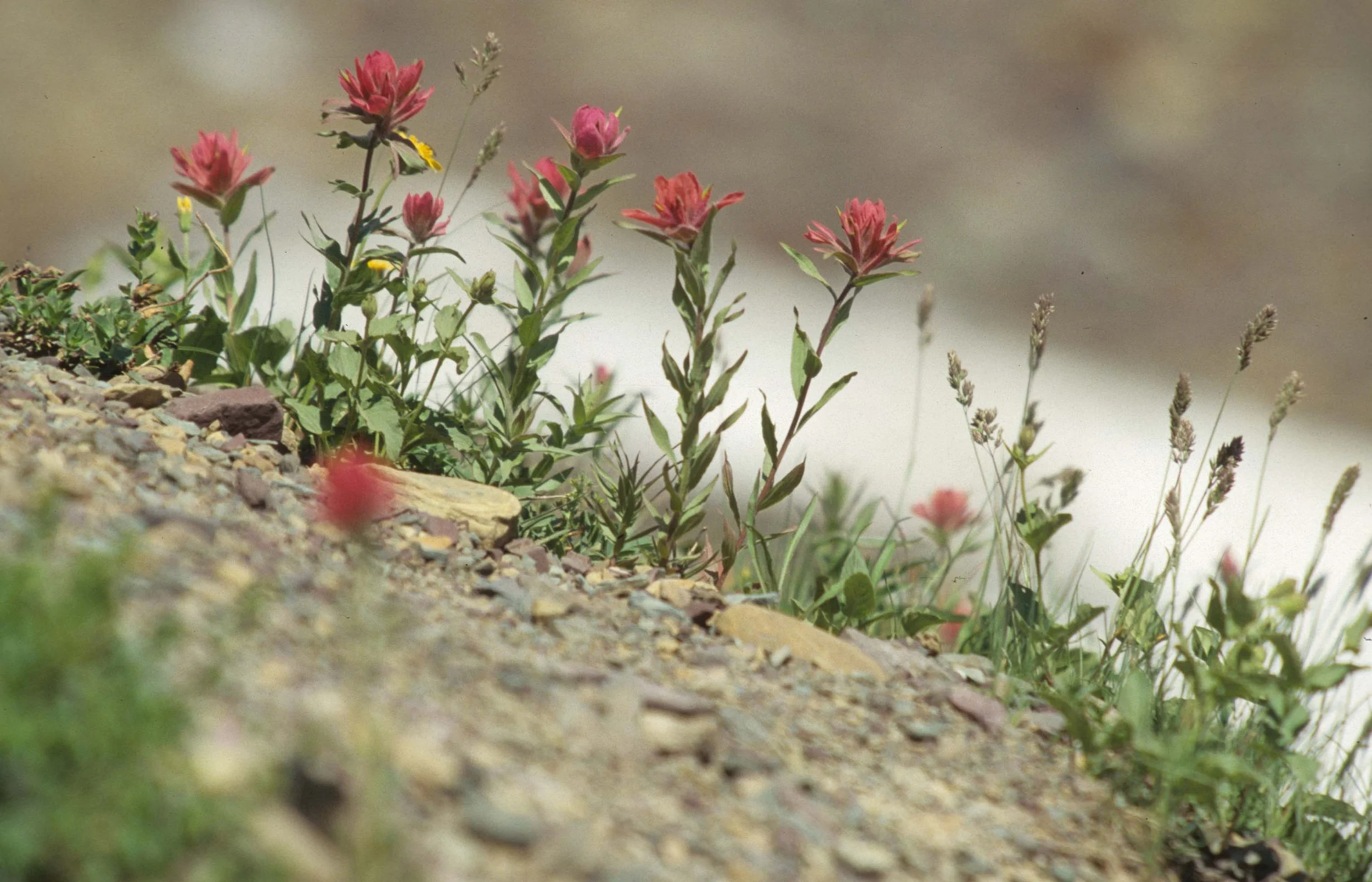 MONTANA - GLACIER - CASTELLEJA SPECIES (3).jpg
