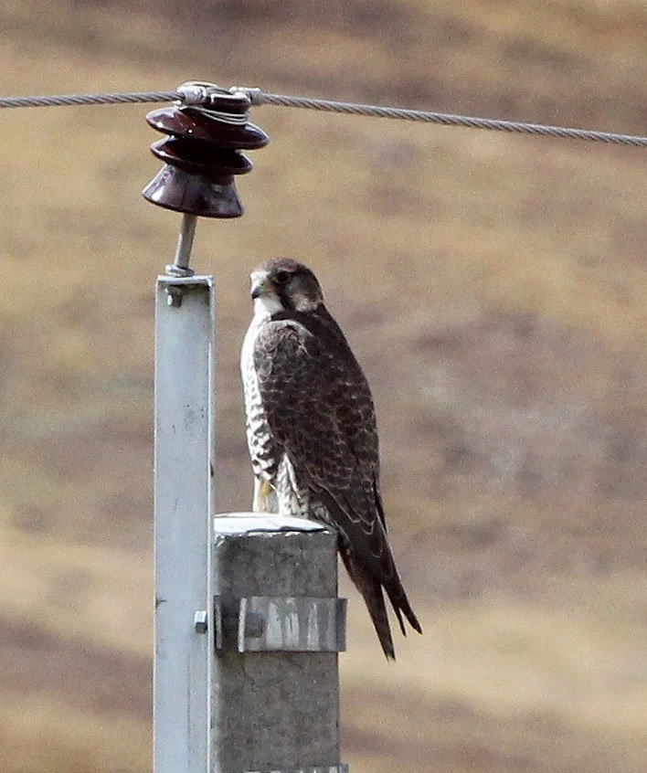 Falco cherrug - SAKER FALCON - KEKEXILI NATIONAL RESERVE - QINGHAI PROVINCE - EASTERN SECTOR (41).JPG